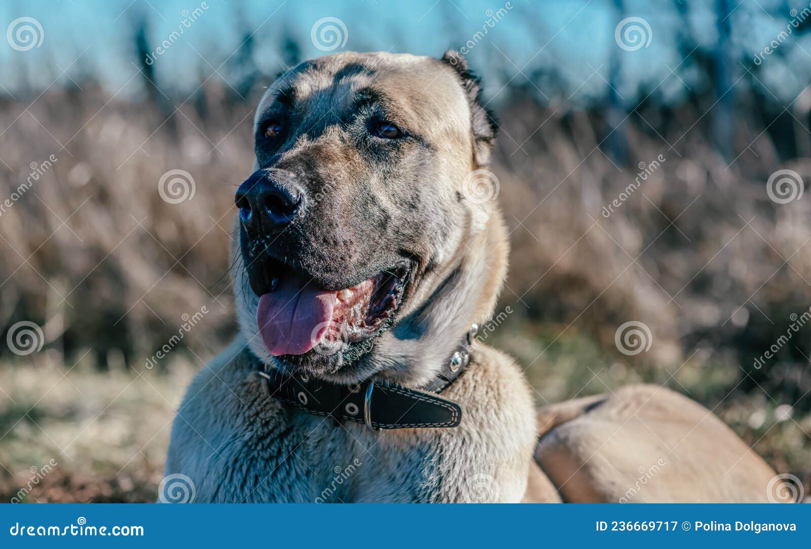 Wolfhound stock image. Image of terrier, kangal, grass 236669717