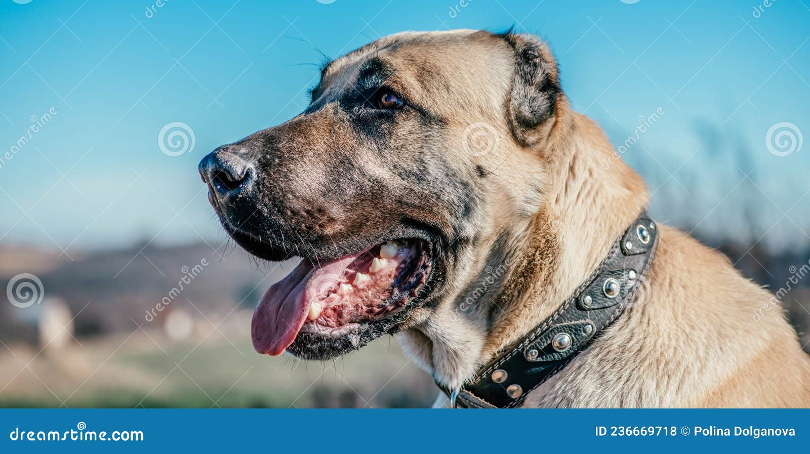 Wolfhound stock photo. Image of carnivore, turkish, tree 236669718