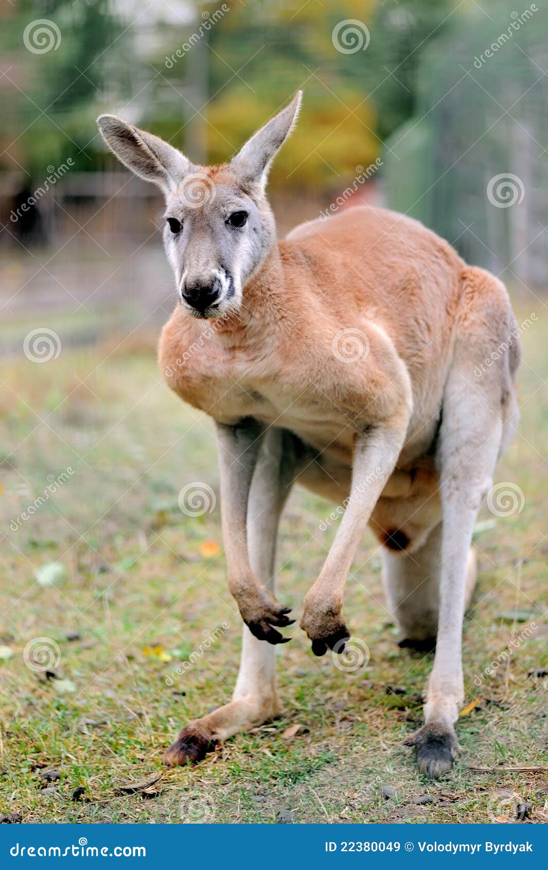 Kangaroo stock image. Image of animal, bush, marsupial ...