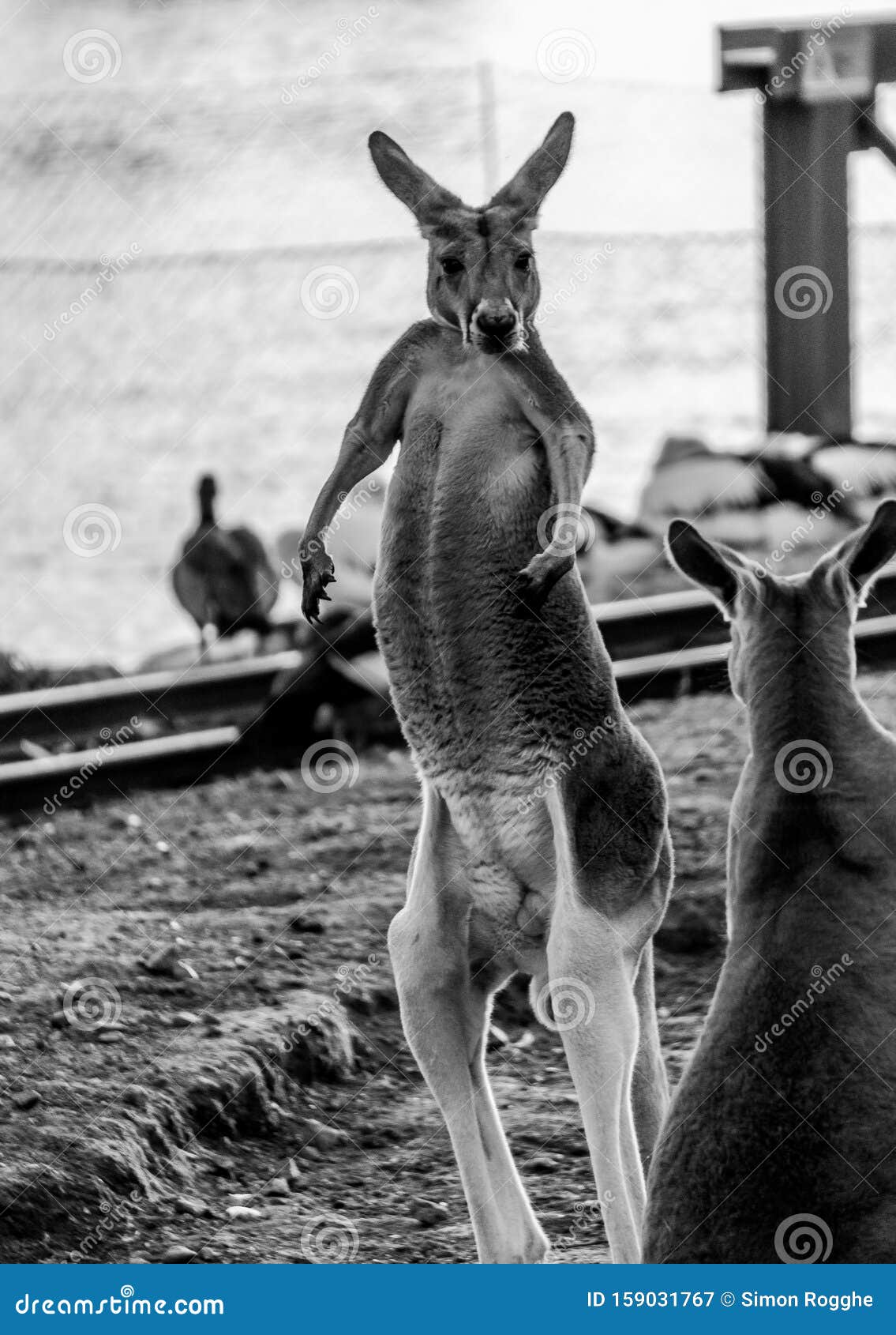 kangaroo assuming the pose of a boxer