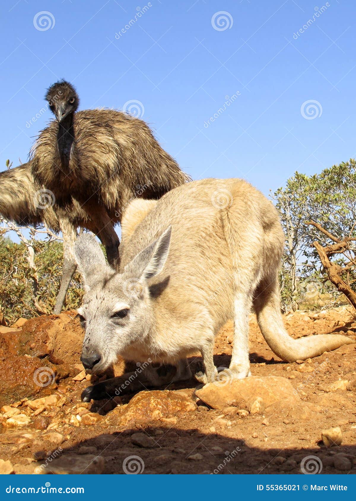 Kangaroo, australia stock image. Image of cleland, large - 55365021