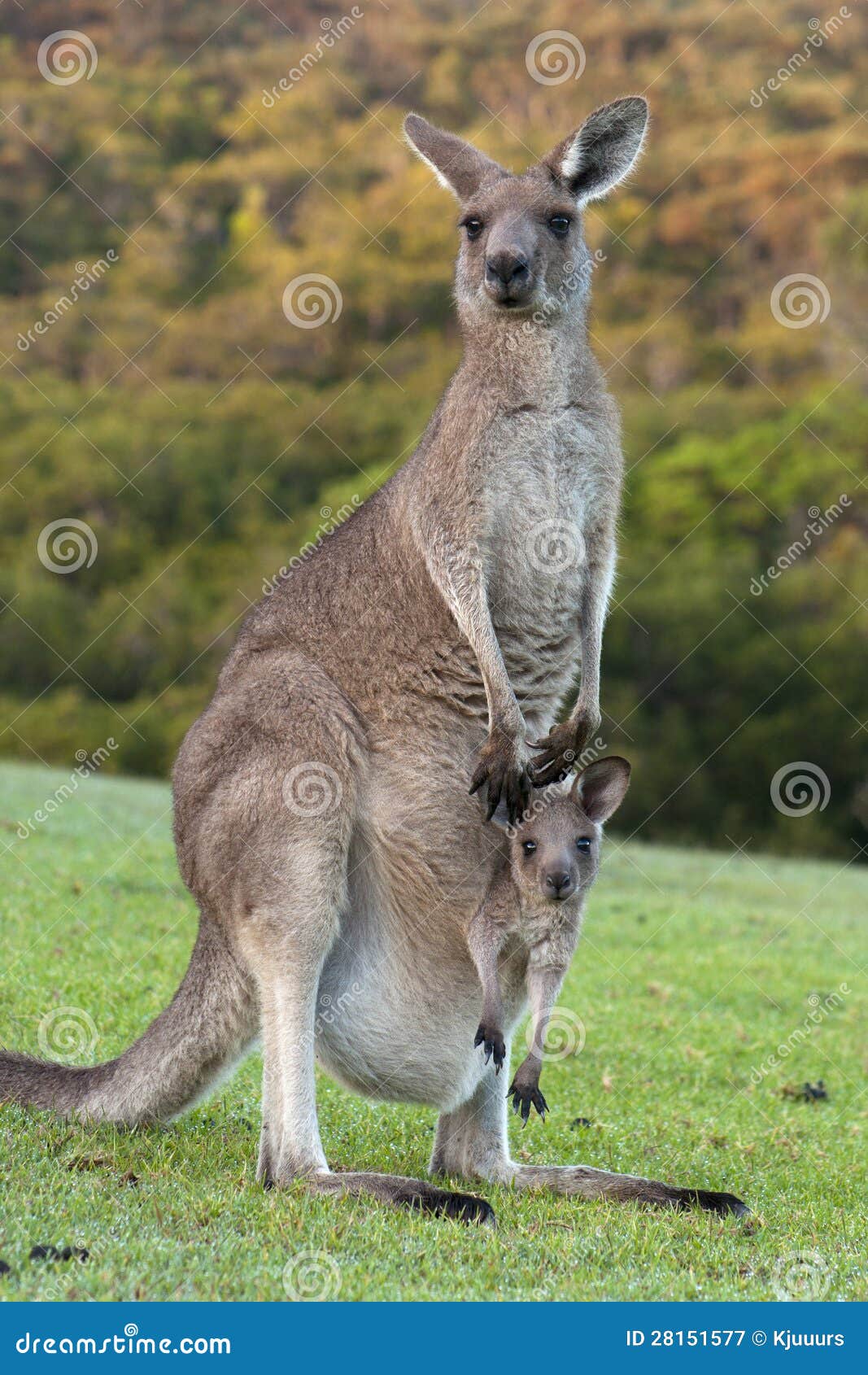 kangaroo with joey in pouch