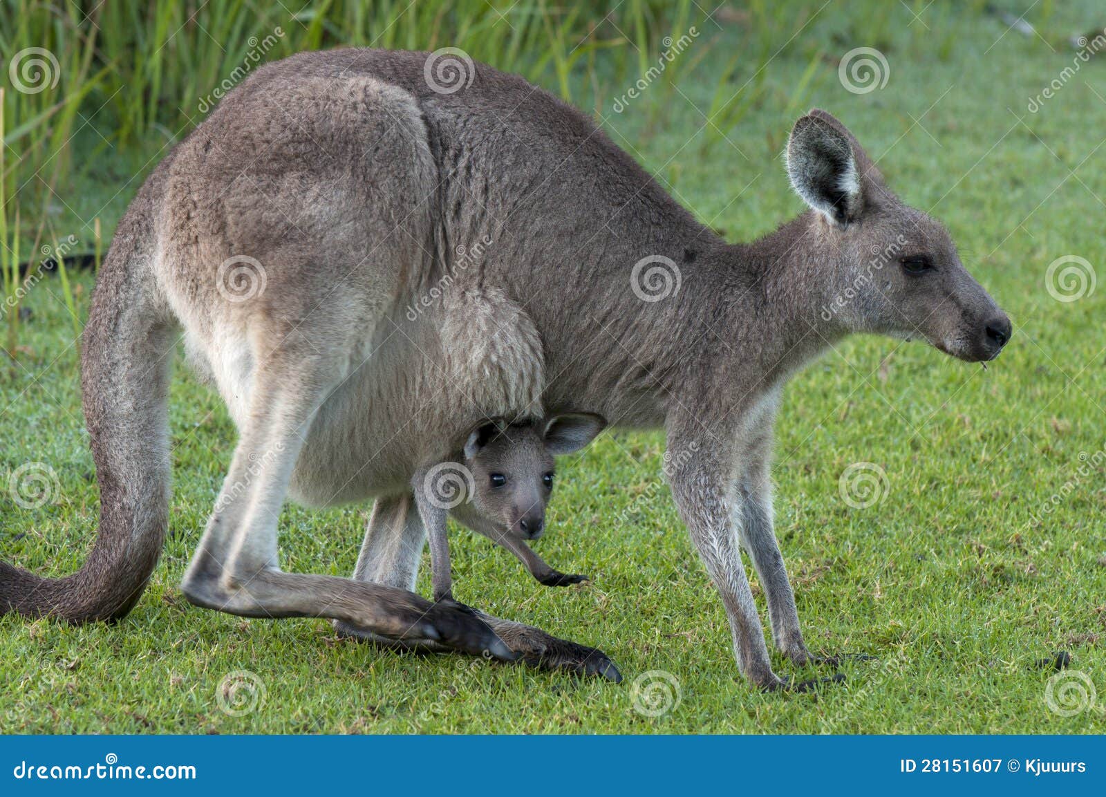 Kangaroo with Baby Joey in Pouch Stock Image - Image of pouch, animal:  28151607