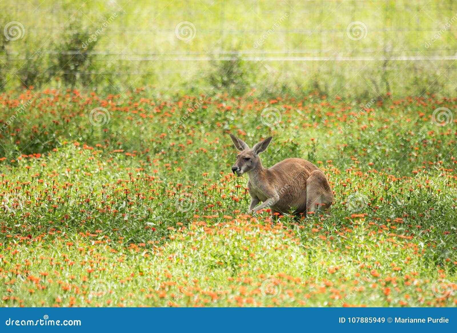 red kangaroo munching on wildflowers