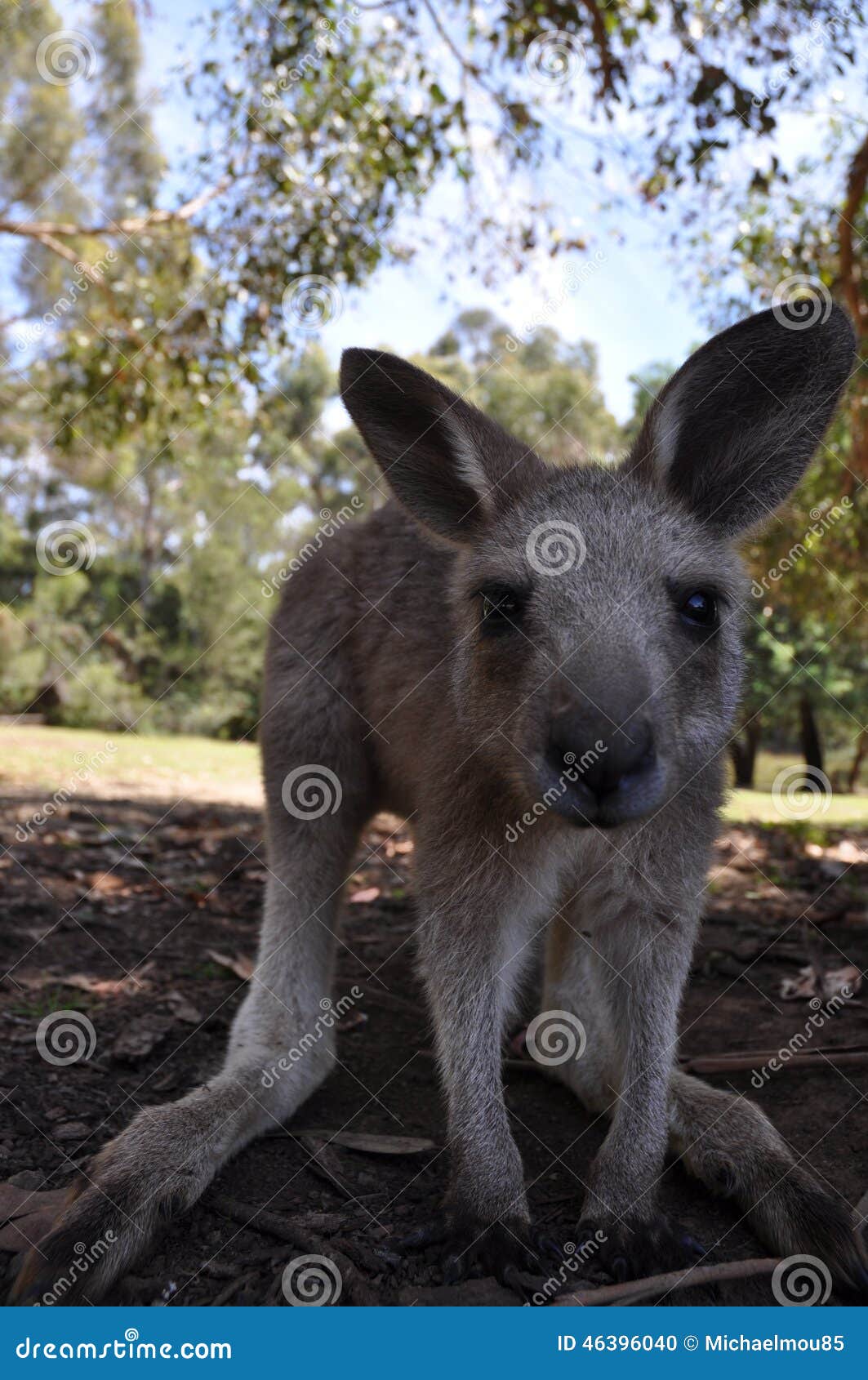 Kangaroo stock photo. Image of cute, fluffy, carnarvon - 46396040