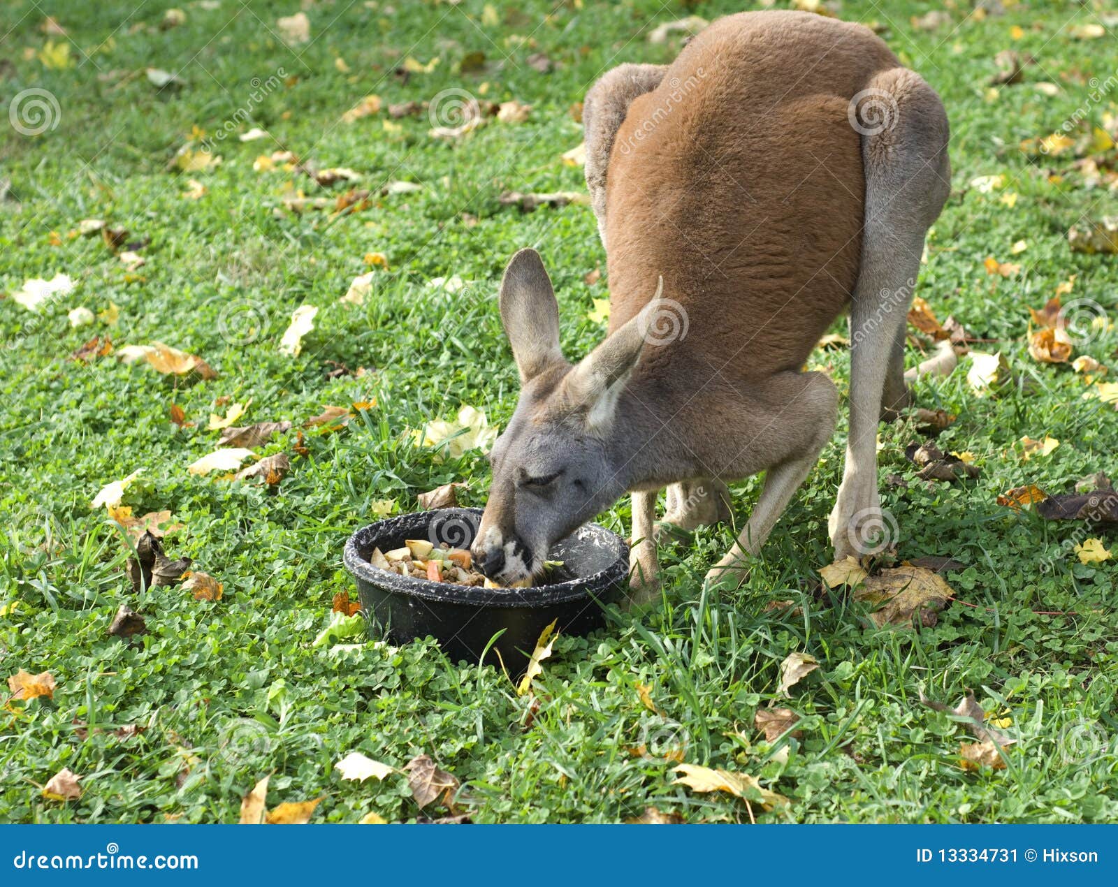 Kangaroo Eating stock image. Image of animal, nature 13334731