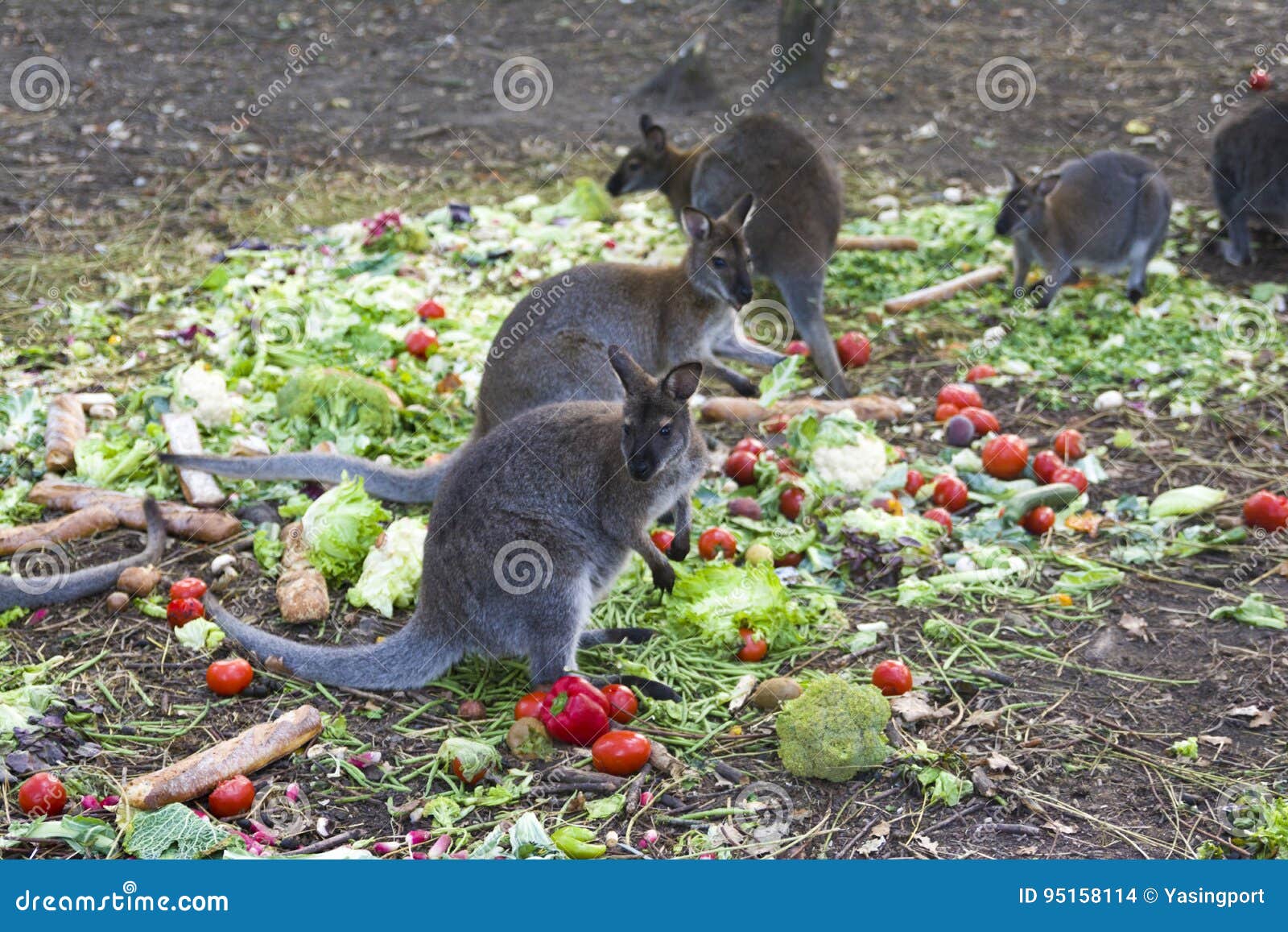 Kangaroo eating vegetables stock photo. Image of careful 95158114