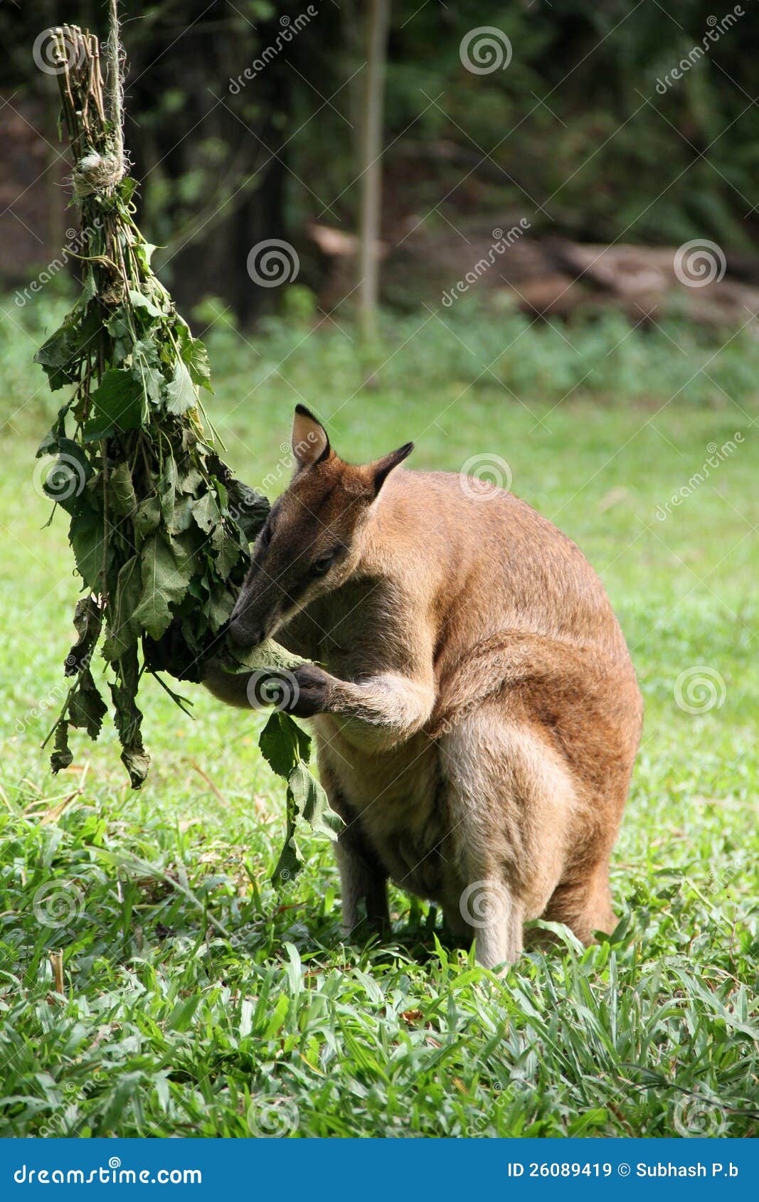 Kangaroo eating in a zoo stock image. Image of kangaroo 26089419