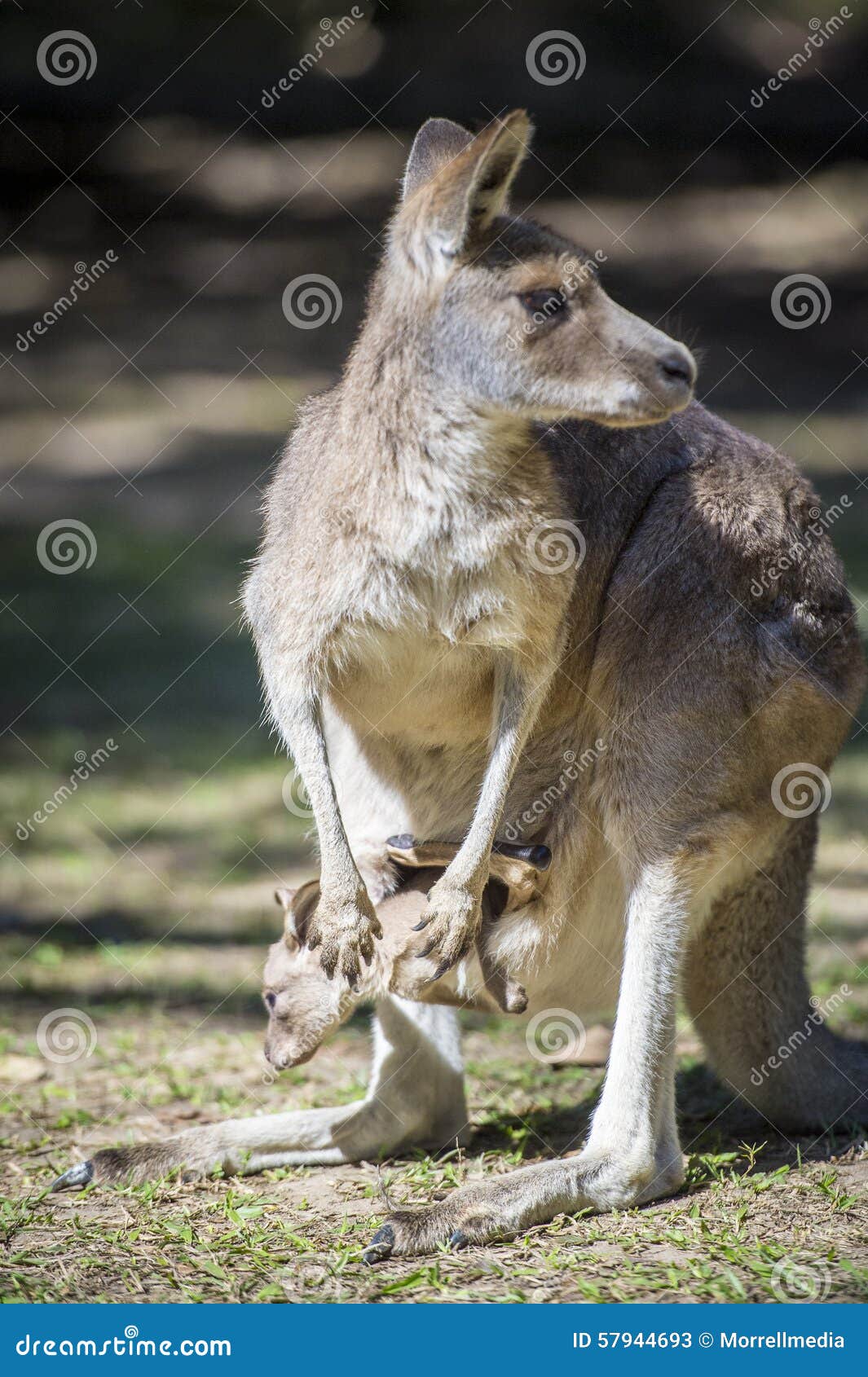 Kangaroo Family Australia stock image. Image of located - 57944693