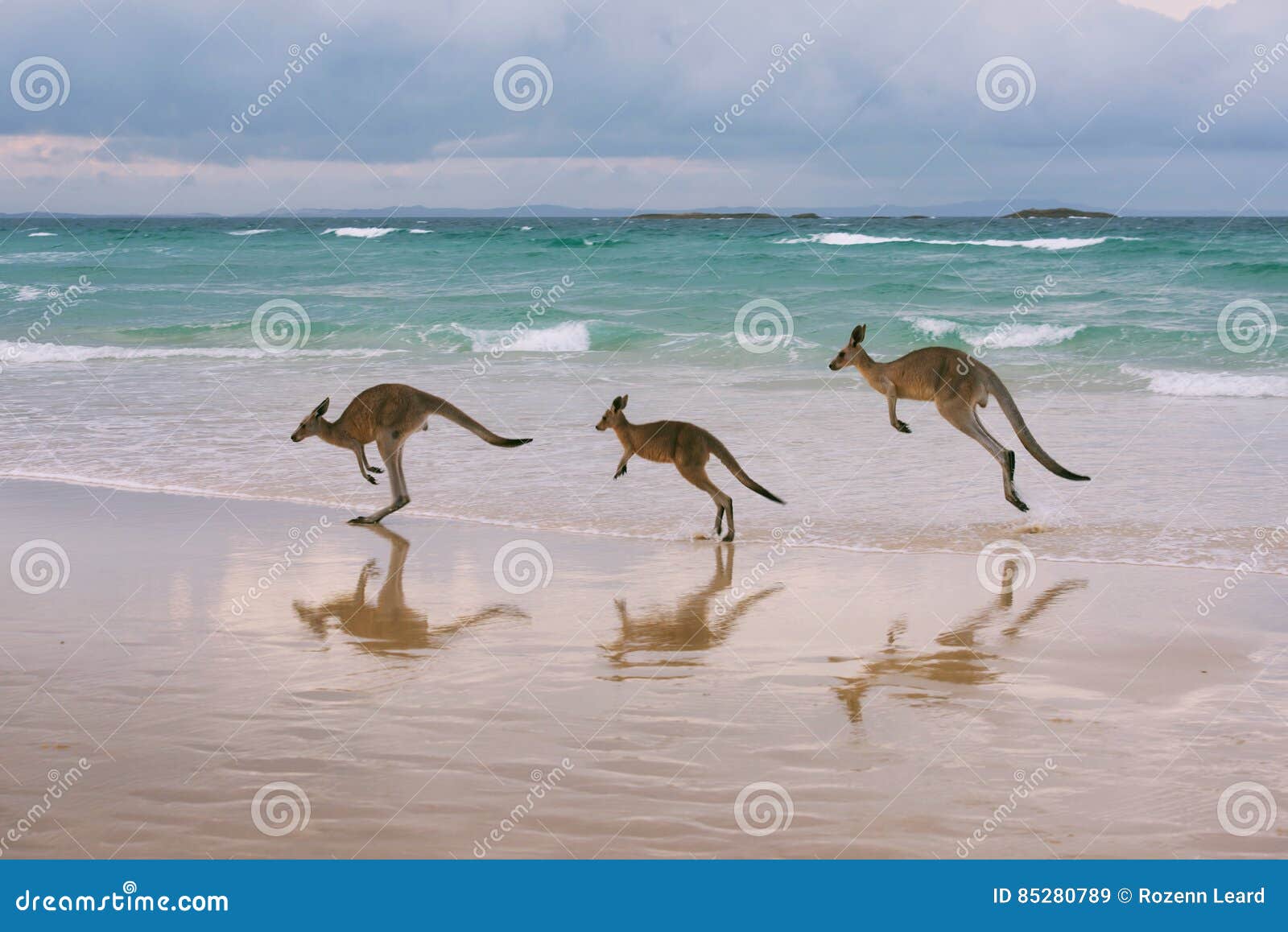 kangaroo family on the beach