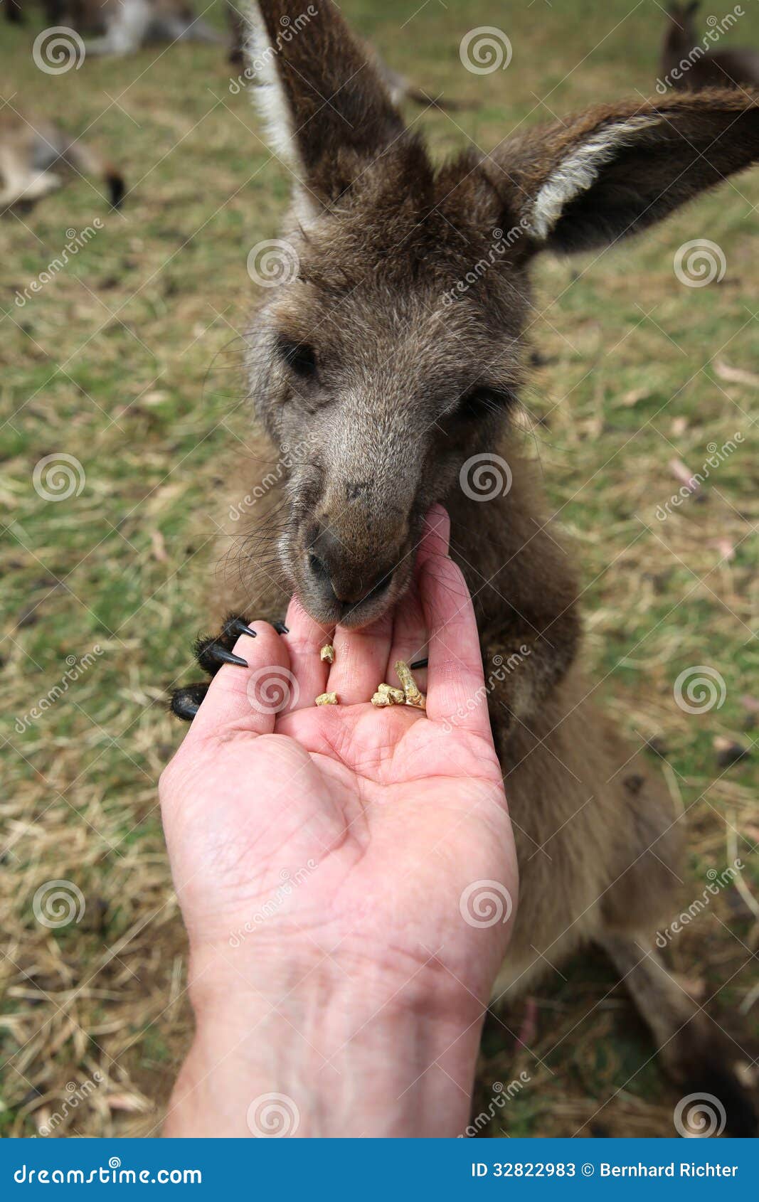 Kangaroo Feeding stock image. Image of close, cute, eyes 32822983