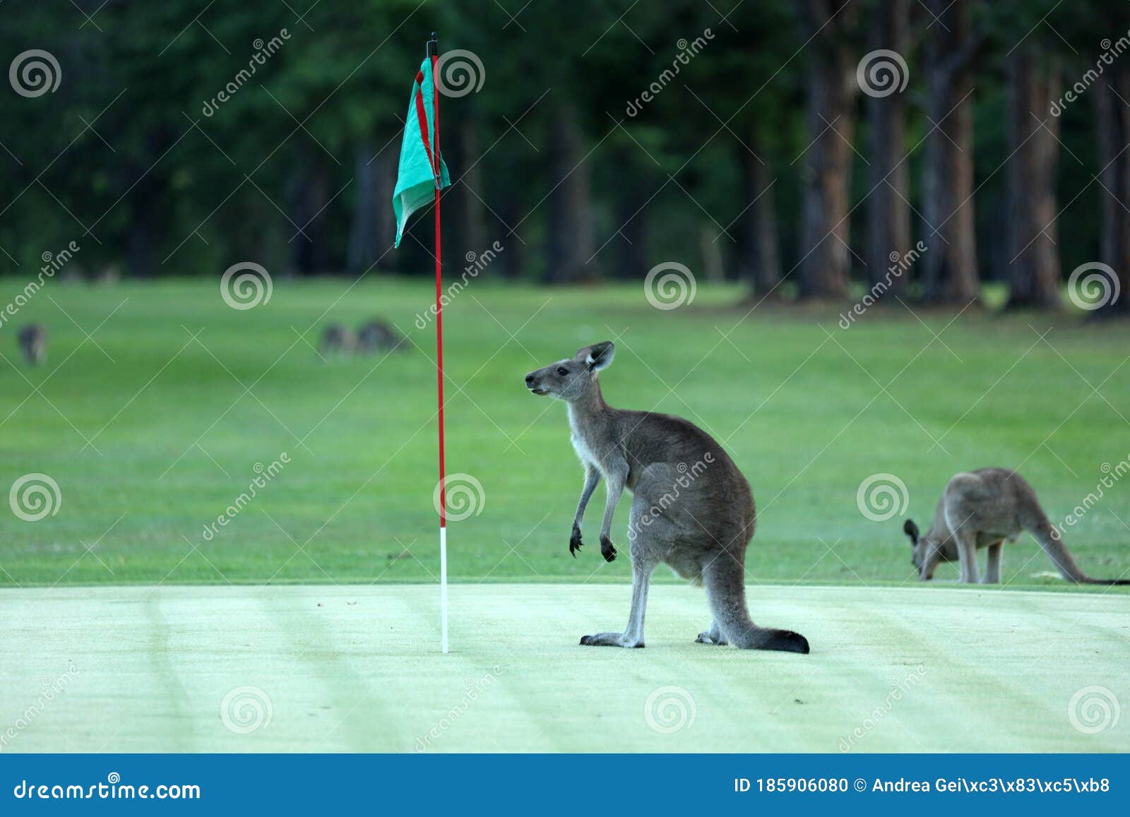 Kangaroo on a Golf Course in Australia Stock Photo Image of legs, food 185906080