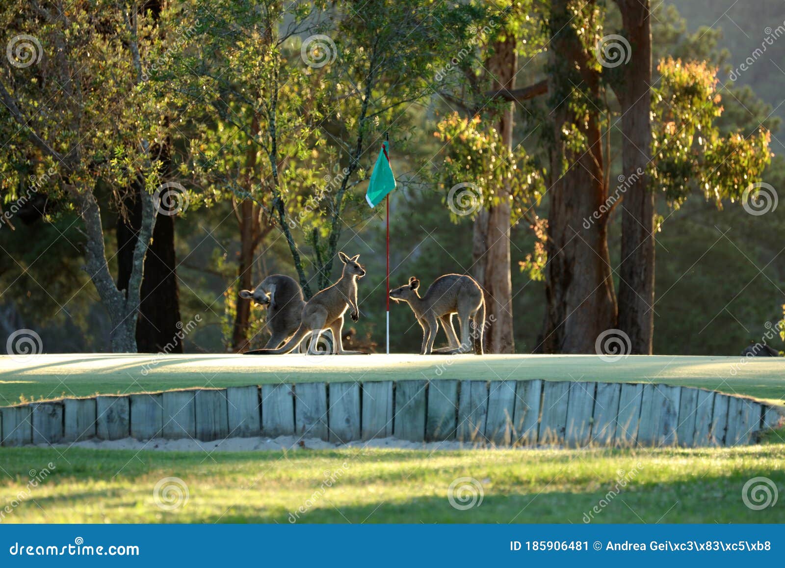 Kangaroo on a Golf Course in Australia Stock Image Image of golf