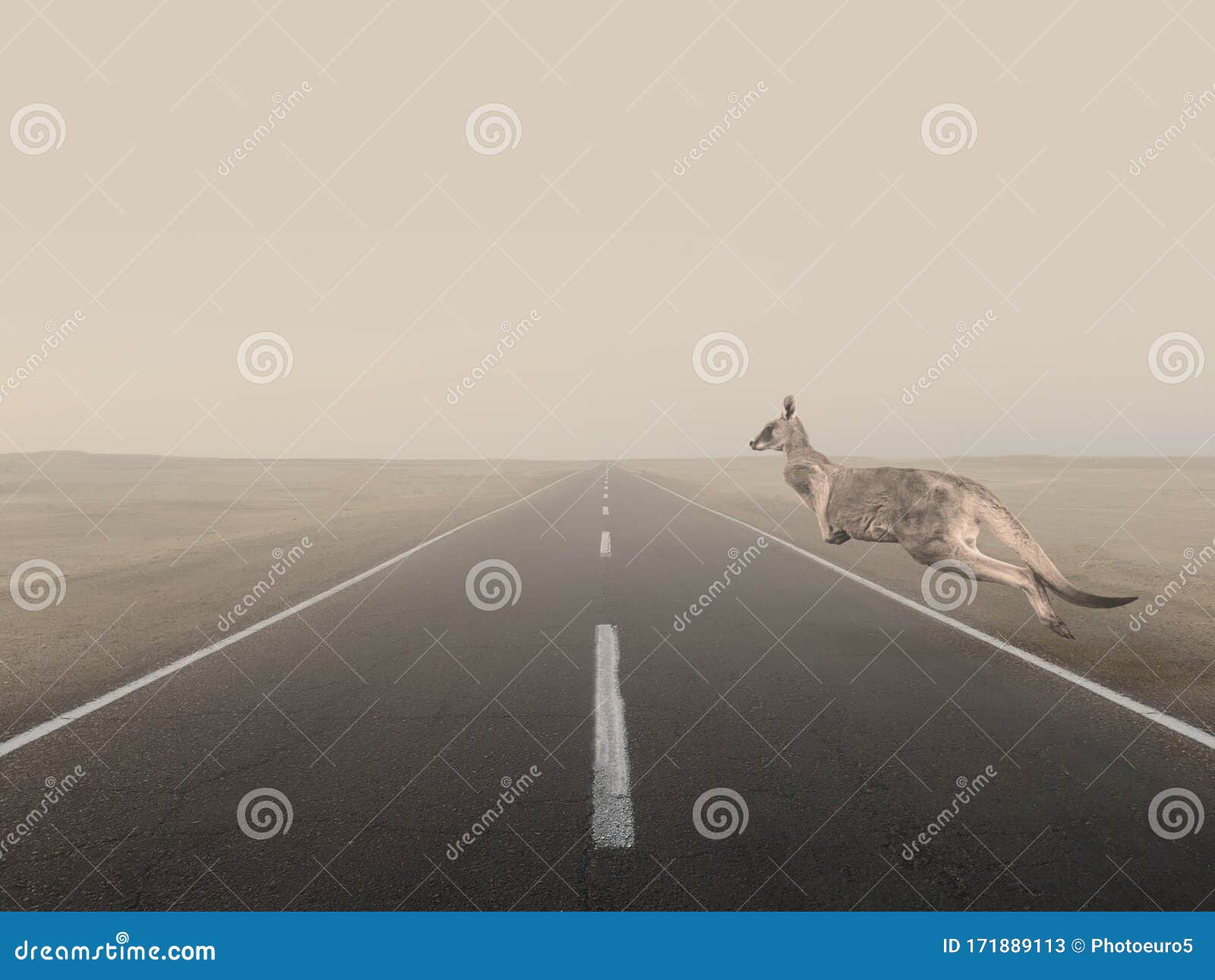 Kangaroo Jumps Over the Road Stock Image Image of smoke, fauna 171889113