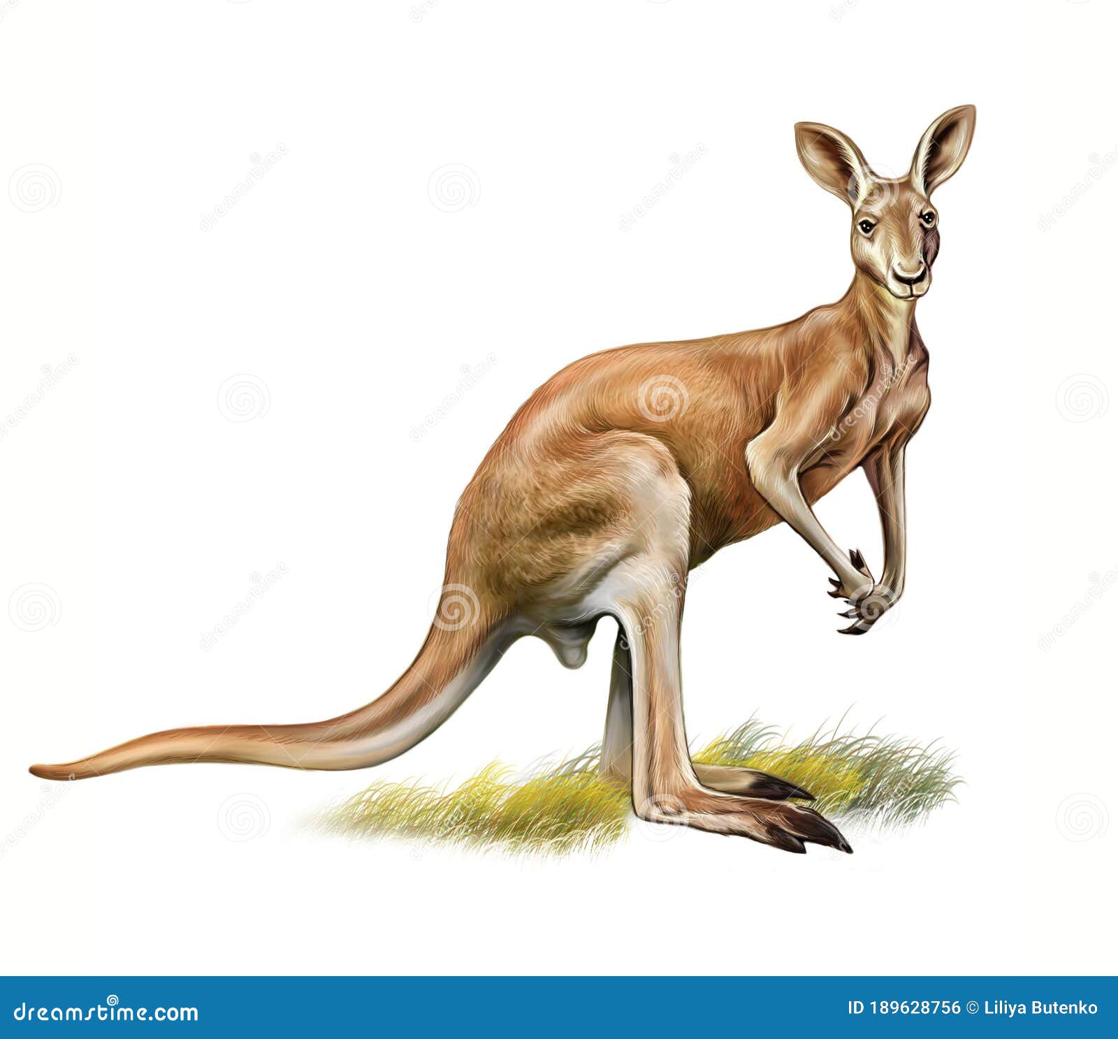Kangaroo Macropus Realistische Tekening Stock Illustratie - Illustration Of  Behang, Illustratie: 189628756