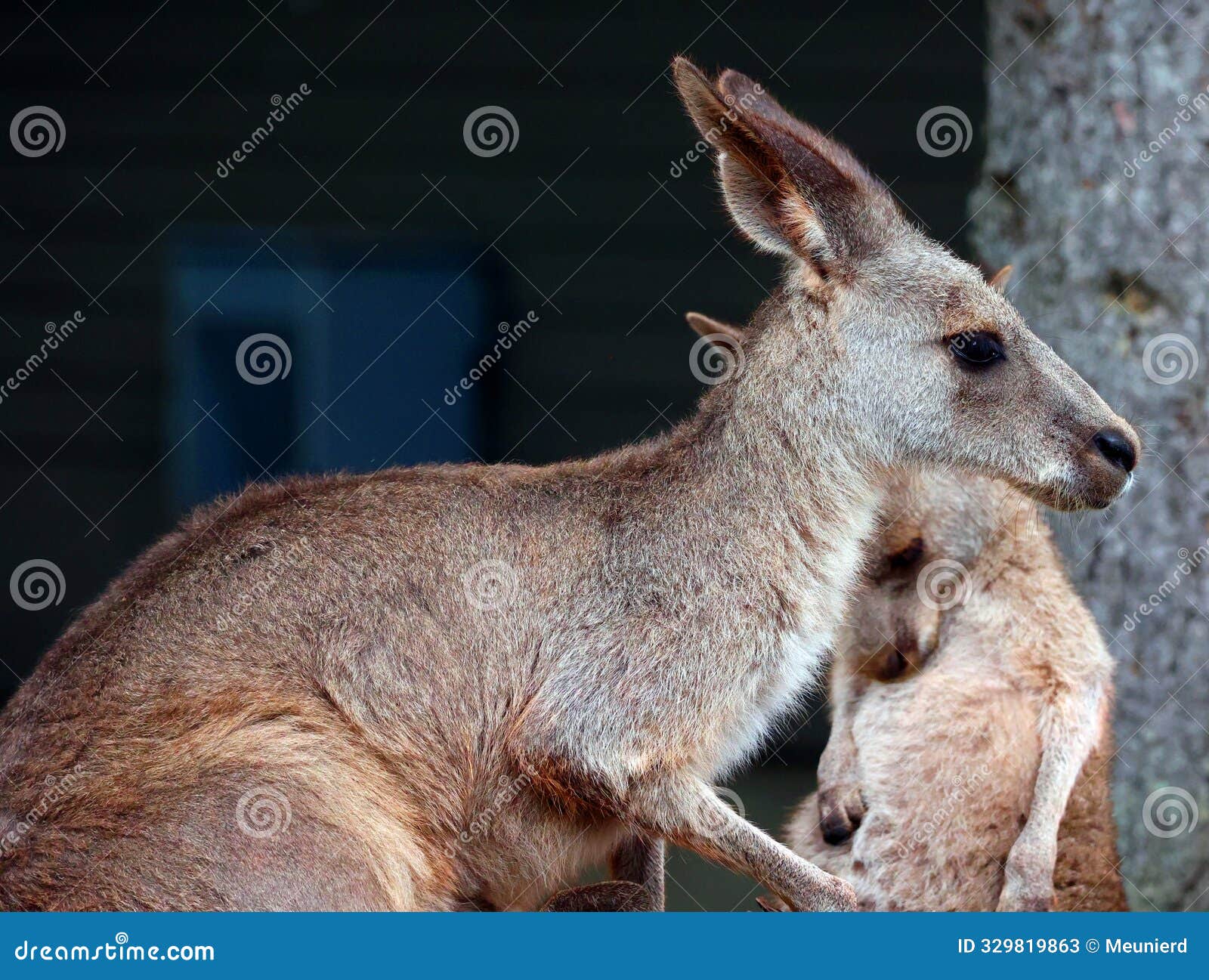 the kangaroo is a marsupial from the family macropodidae
