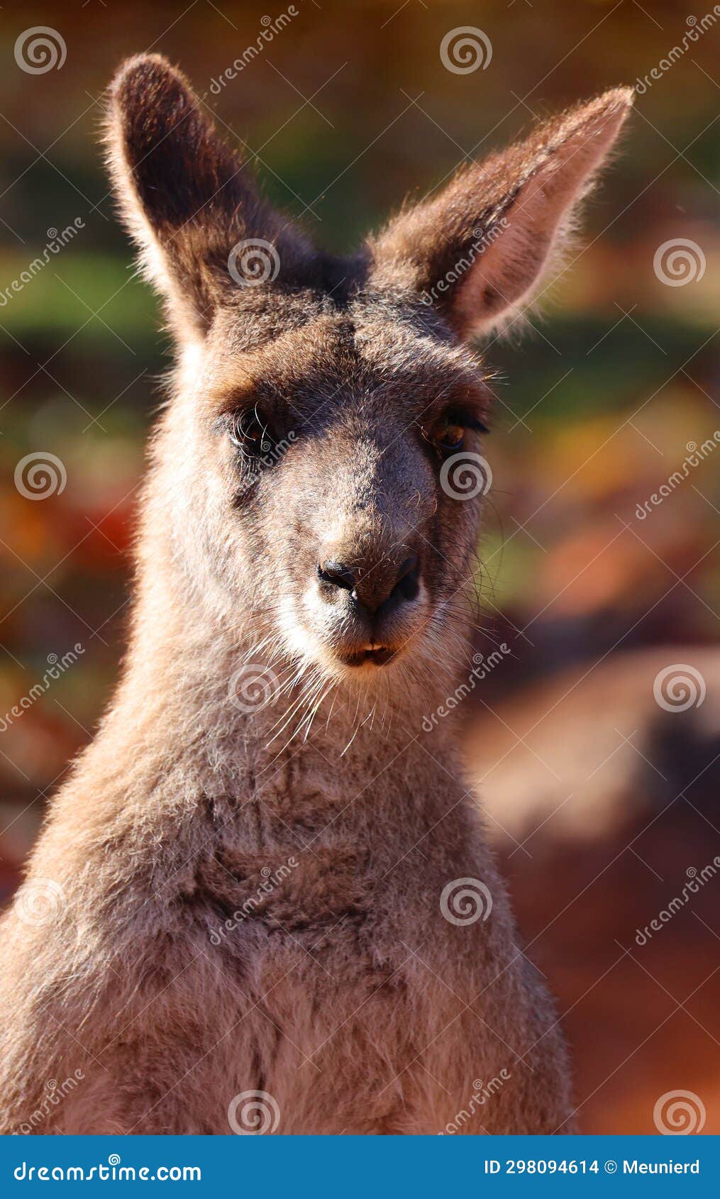 the kangaroo is a marsupial from the family macropodidae