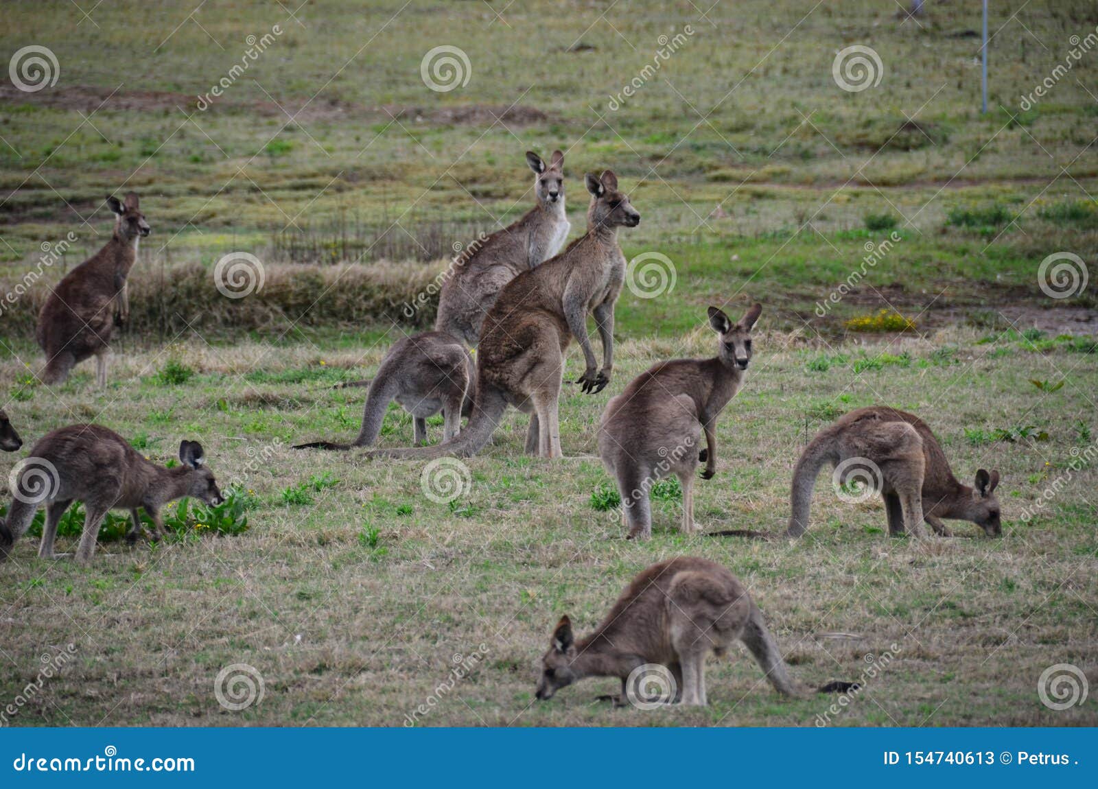 Group Of Kangaroos Called