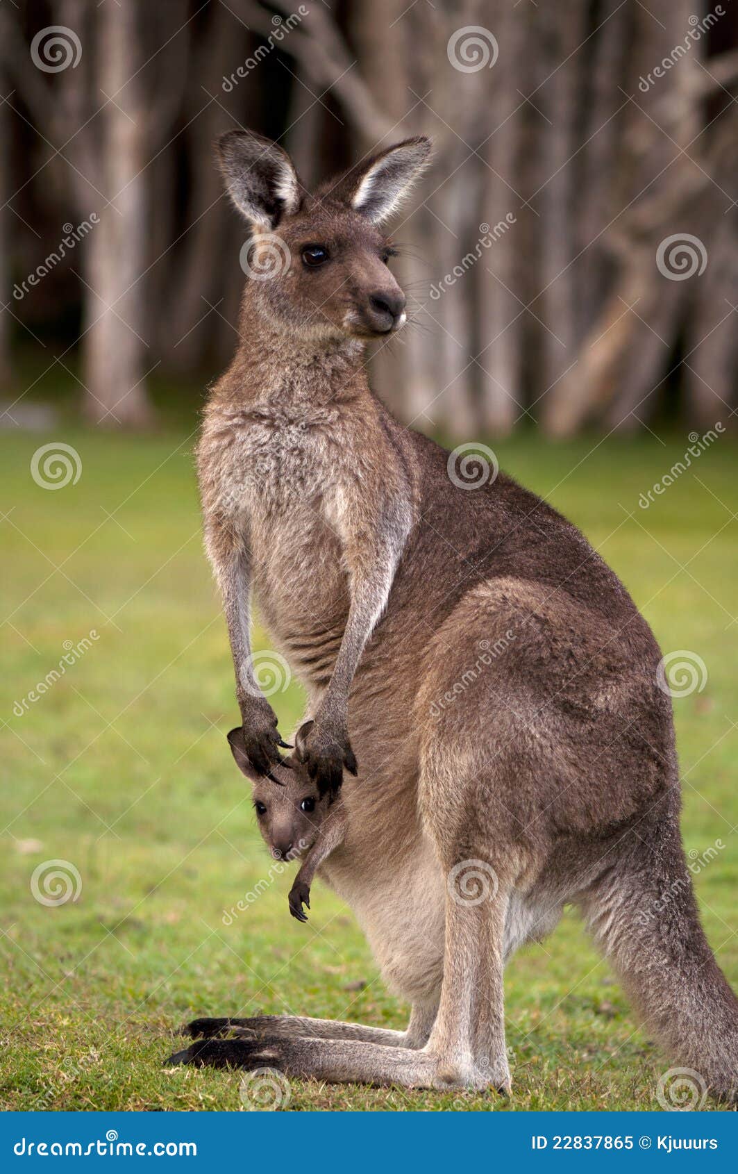 kangaroo with joey in pouch