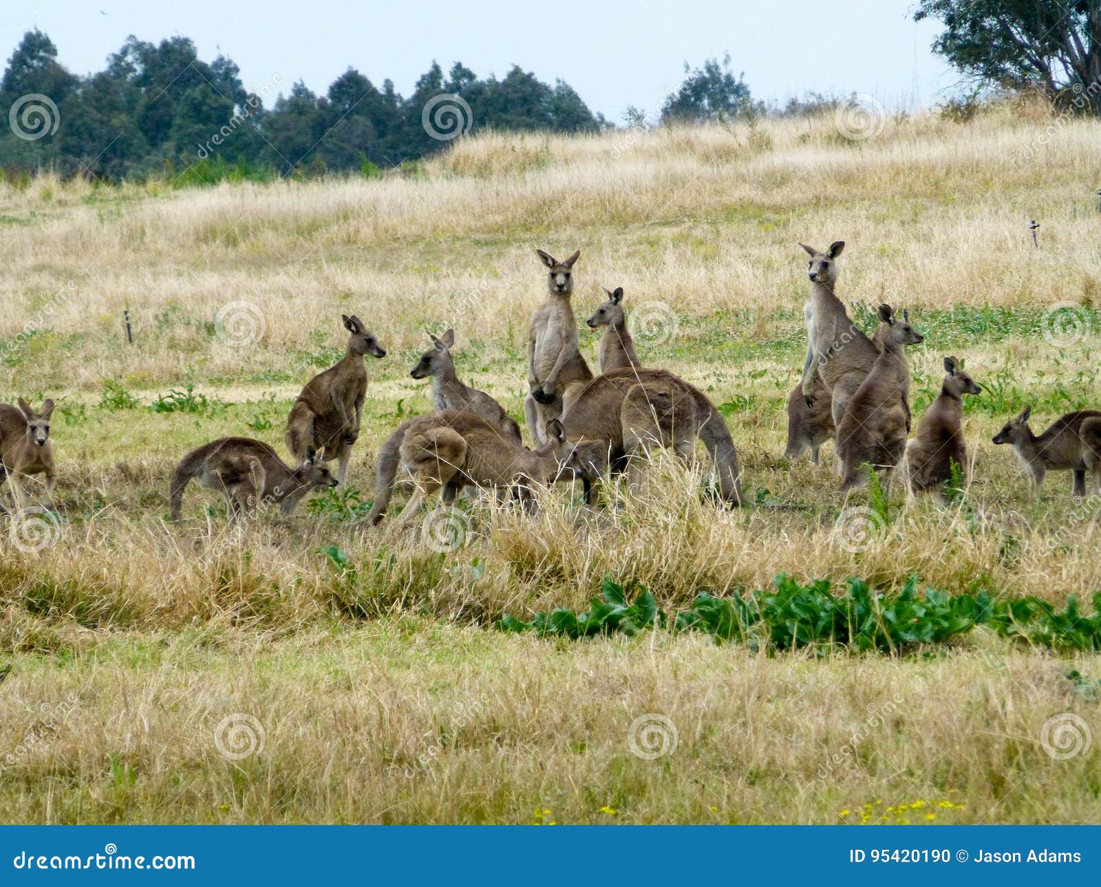 Kangaroo Pack stock photo. Image of safari, wildlife 95420190