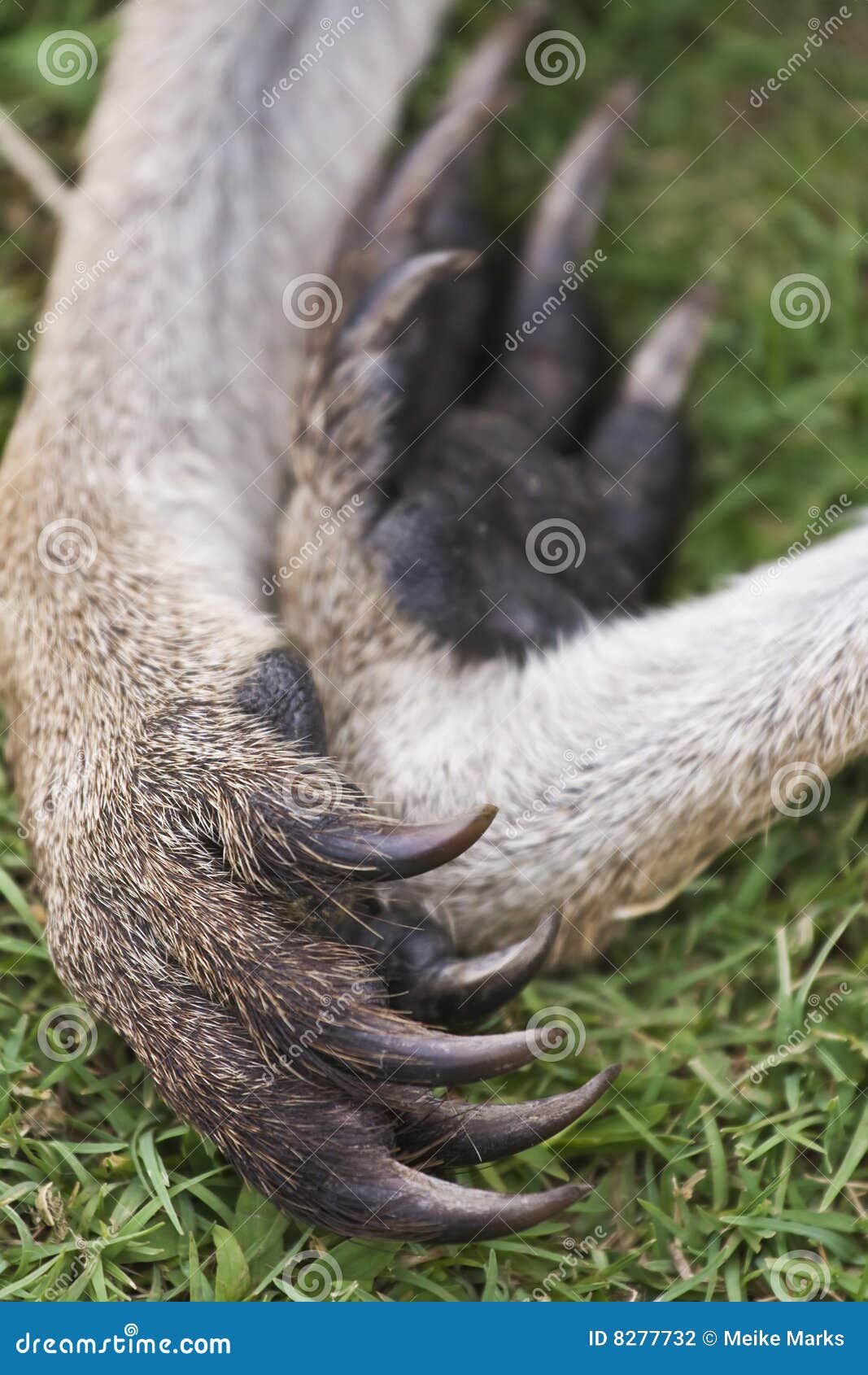 Kangaroo Paw stock photo. Image of claw, nature, outdoors - 8277732