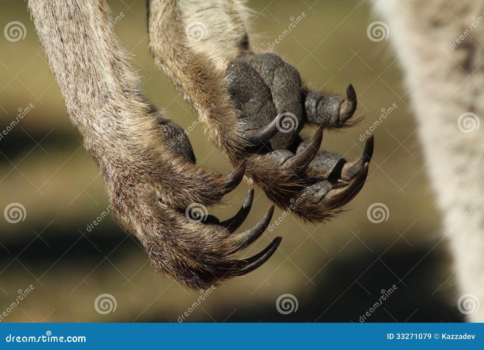 Kangaroo Paws stock image. Image of wallaby, marsupial 33271079