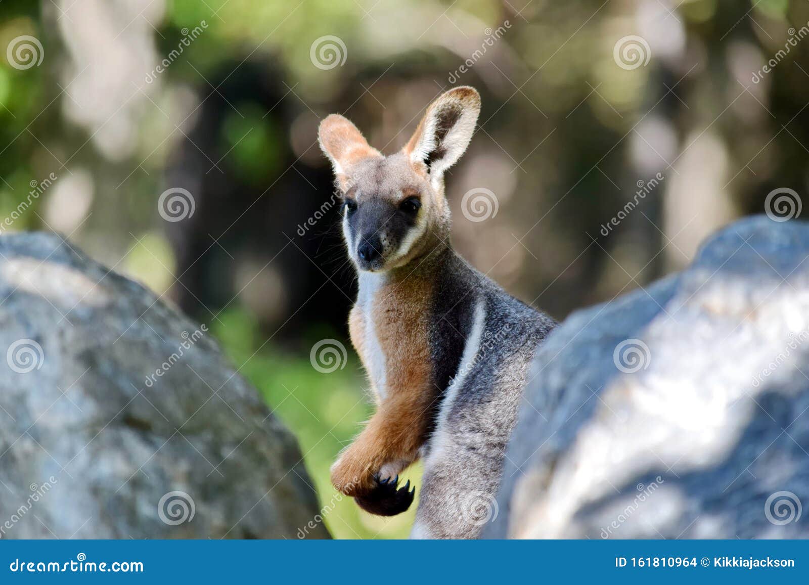 kangaroo petrogale xanthopus behind the rock