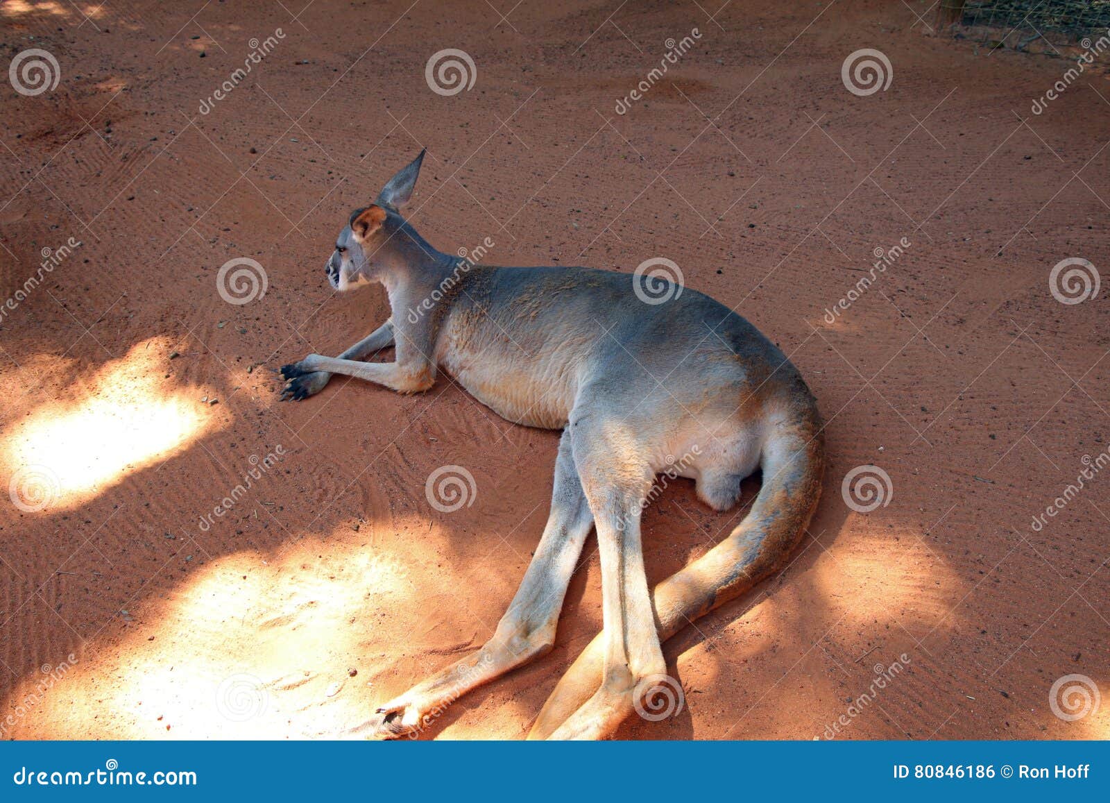 kangaroo in the shade at bush gardens