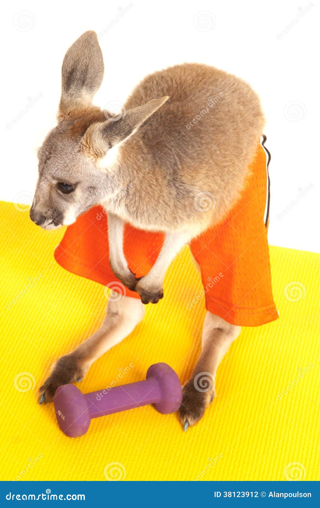 Baby Kangaroo Diaper