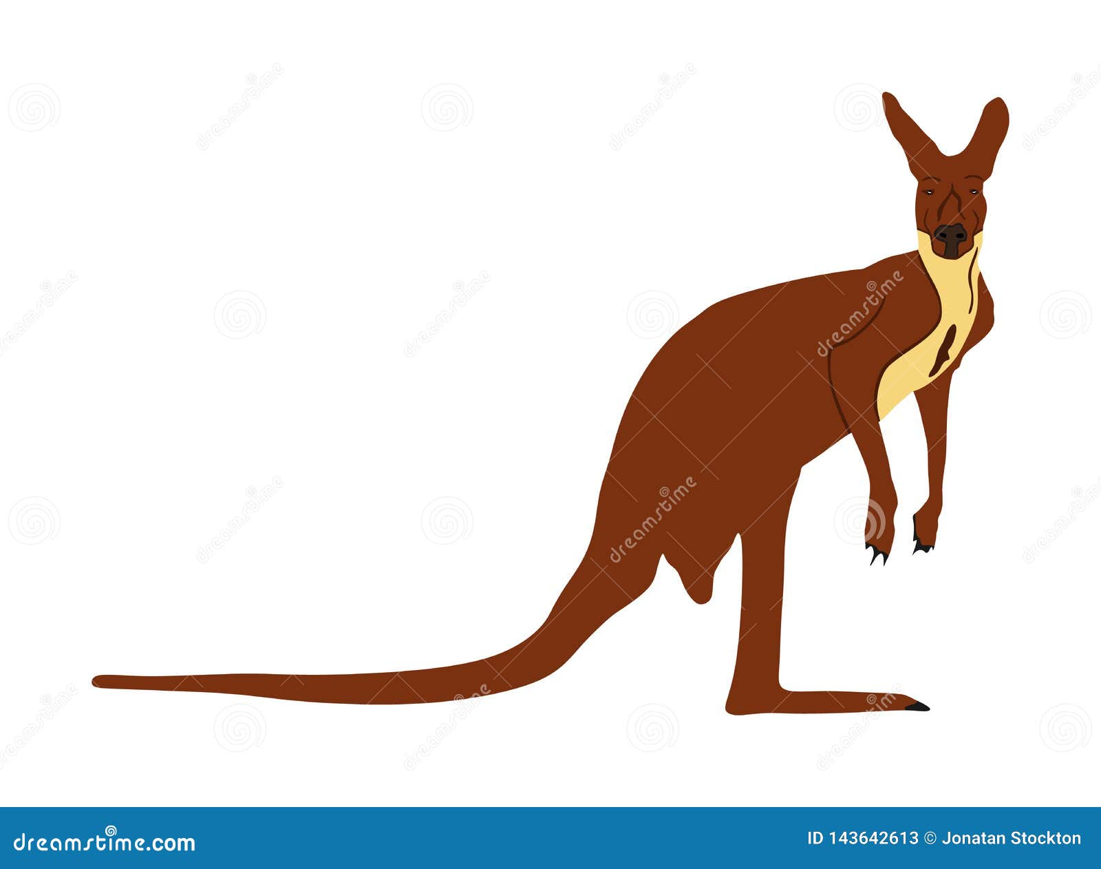 Download Kangaroo Vector Illustration Isolated On White Background. Australian Animal Portrait. Stock ...