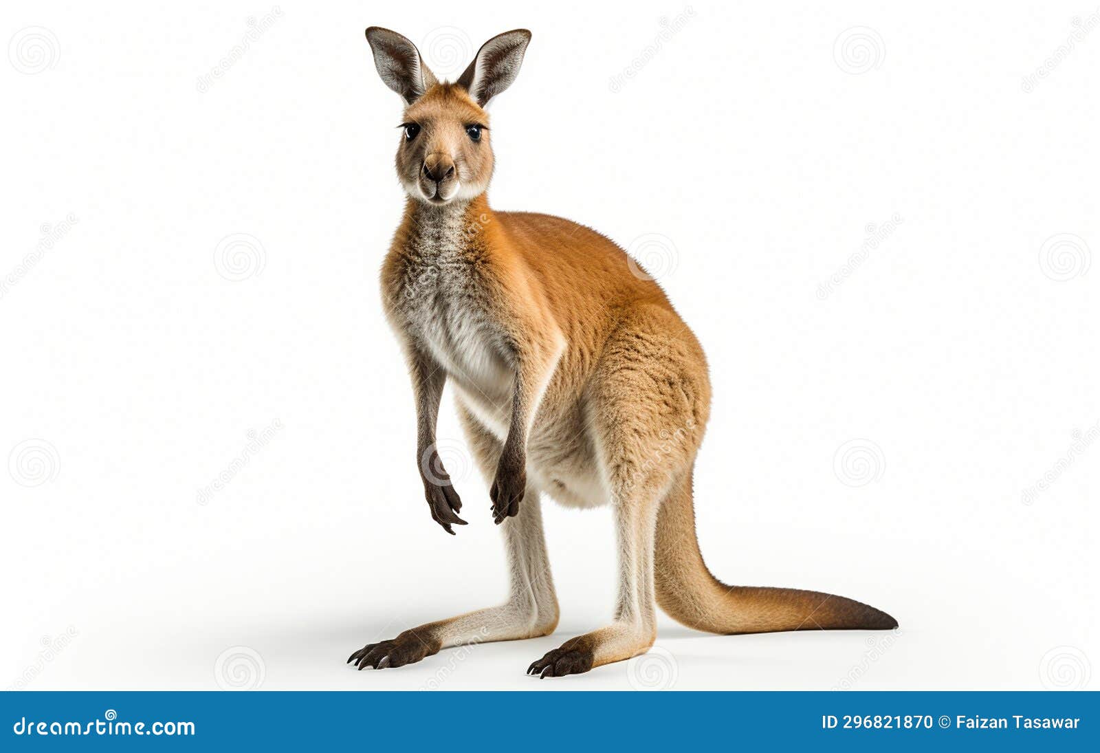 Kangaroo on a White Backdrop Generative Ai Stock Illustration