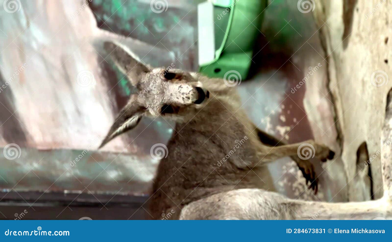 Kangaroo in the Zoo Jumped into the Enclosure Stock Video - Video of ...