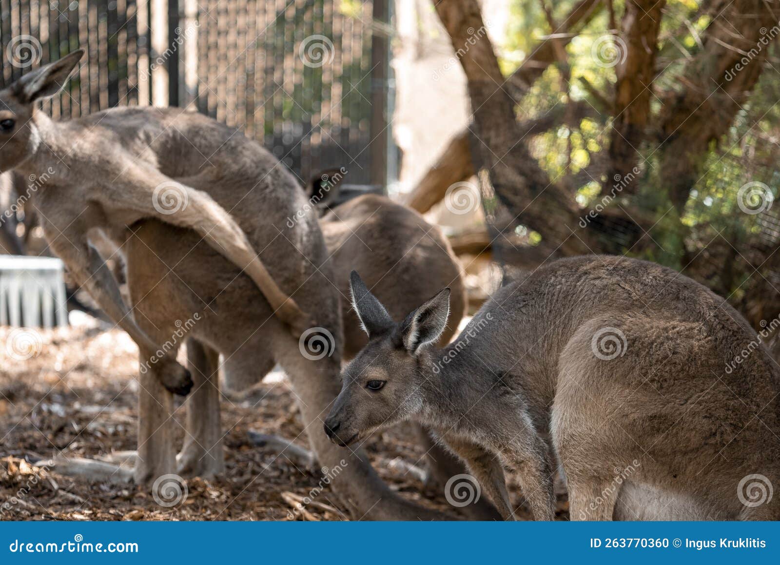 kangaroos san diego safari park