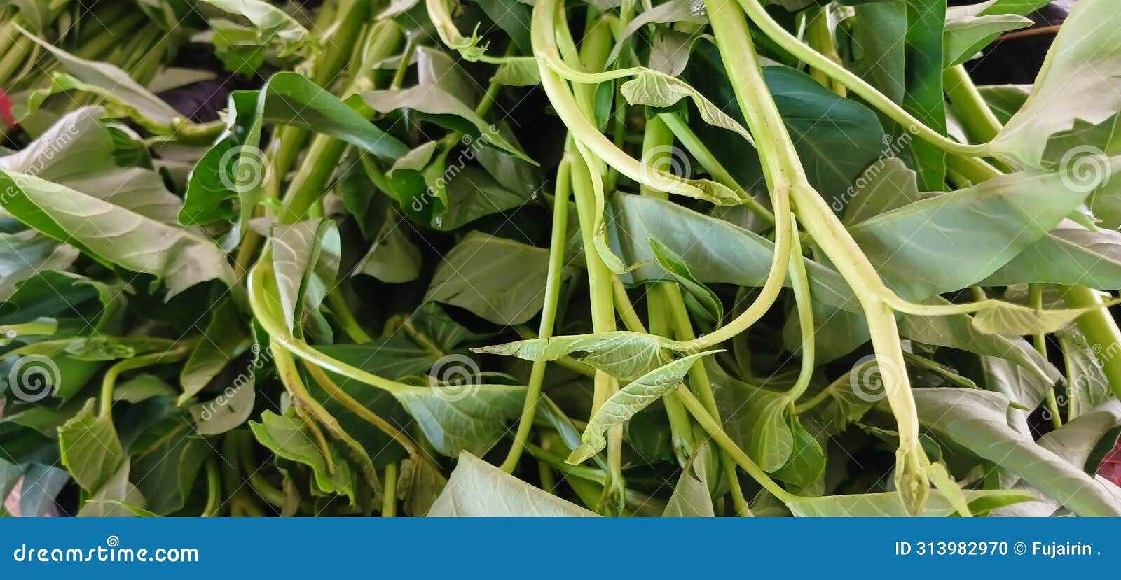 kangkung plant from traditional market