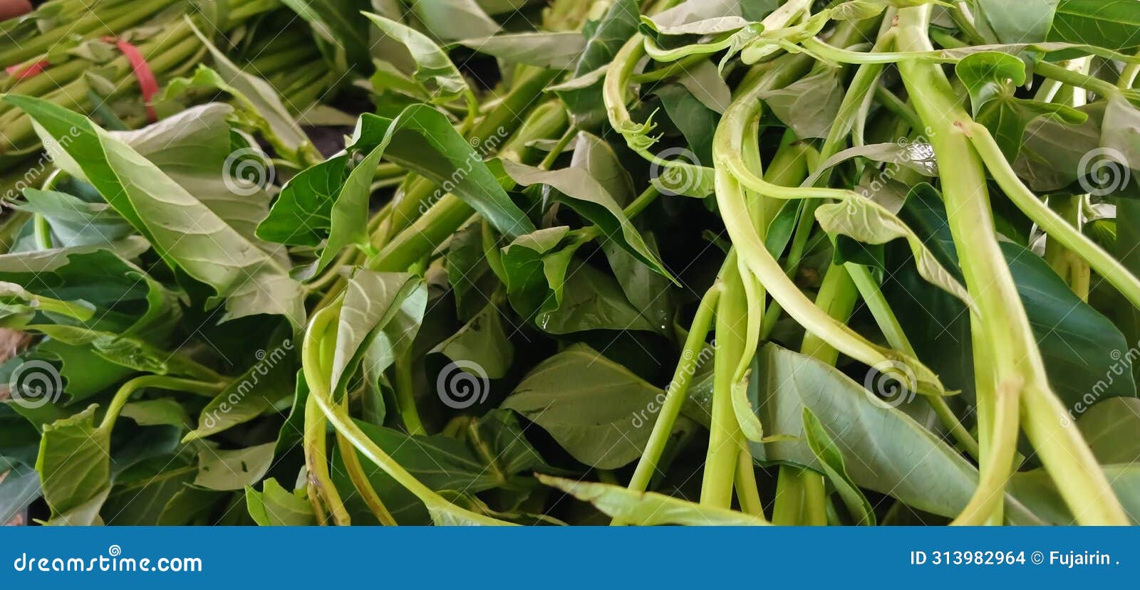 kangkung plant from traditional market