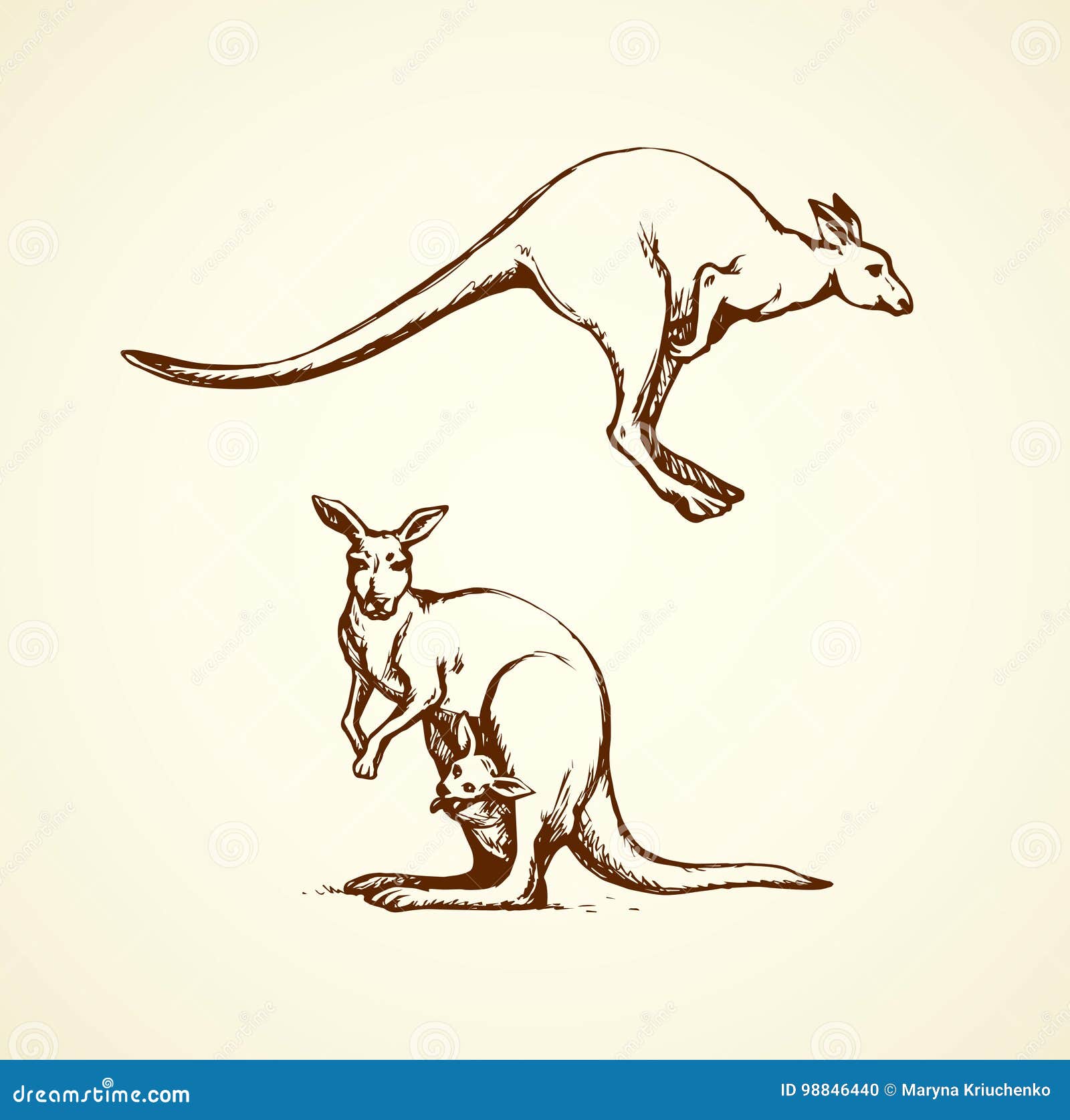 Kangoeroe Vector Tekening Vector Illustratie. Illustration Of Sprong - 98846440