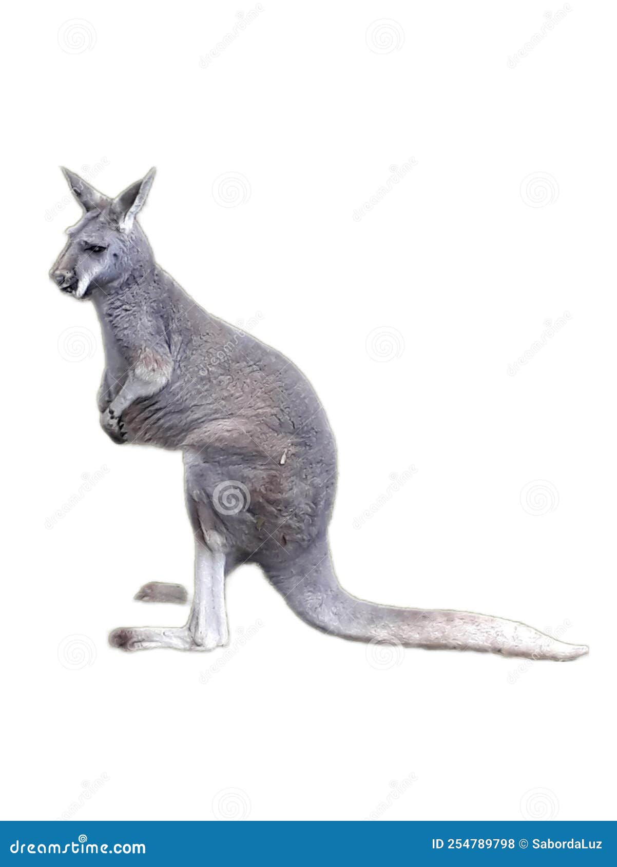kangoroo in a white background. canguru isolado em fundo escuro.