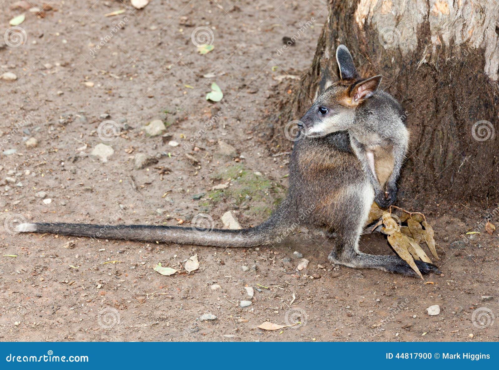 Kangourou De Pademelon De Bebe Photo Stock Image Du Joey Poilu