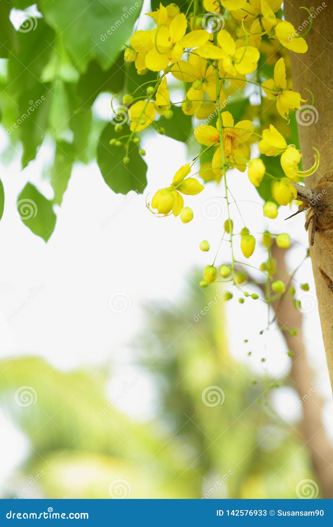 Cassia Fistula Kanikonna Flowers In The Tree Stock Image Image Of