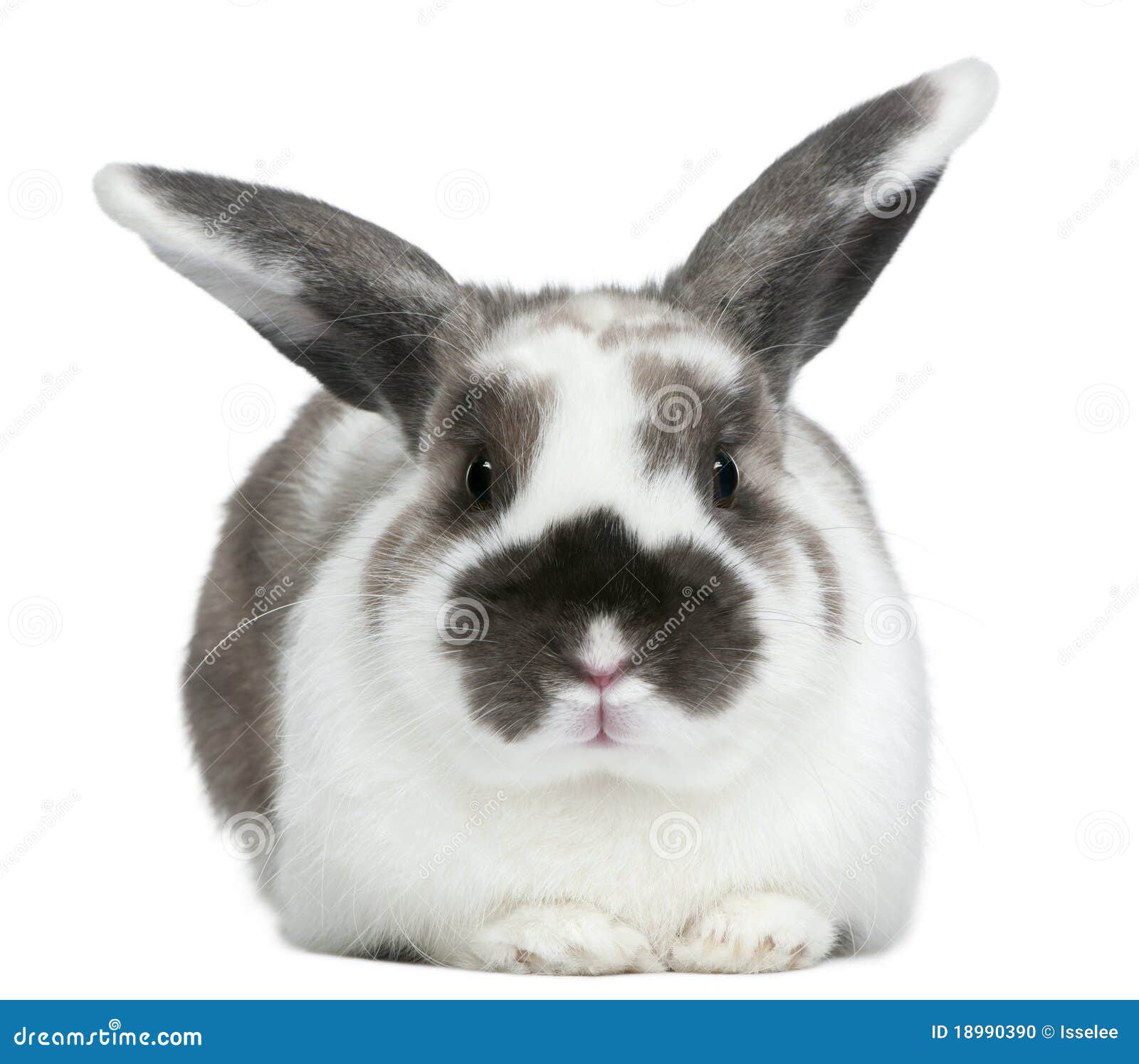 Kaninchen vor weißem Hintergrund