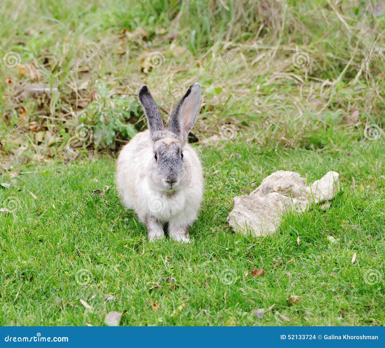 Kaninchen Auf Grünem Gras, Safari Park Taigan, Krim Stockfoto - Bild ...