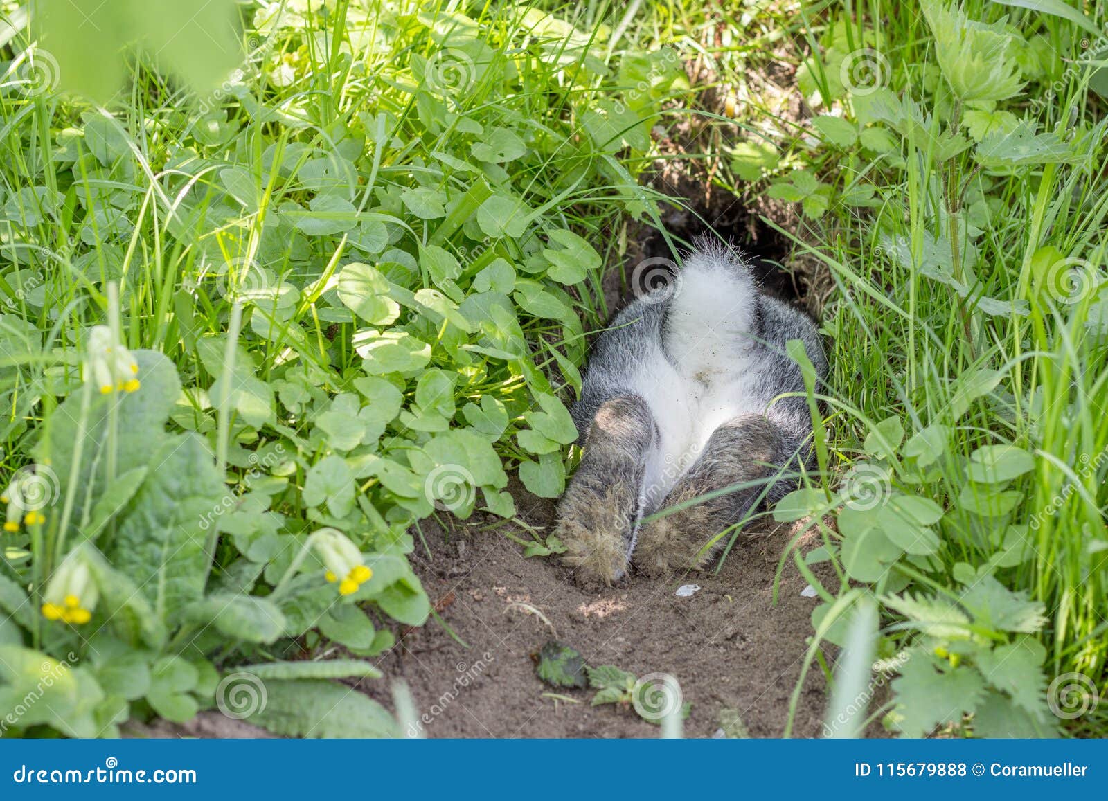 Kaninchen In Einem Kaninchenbau Stockfoto Bild von