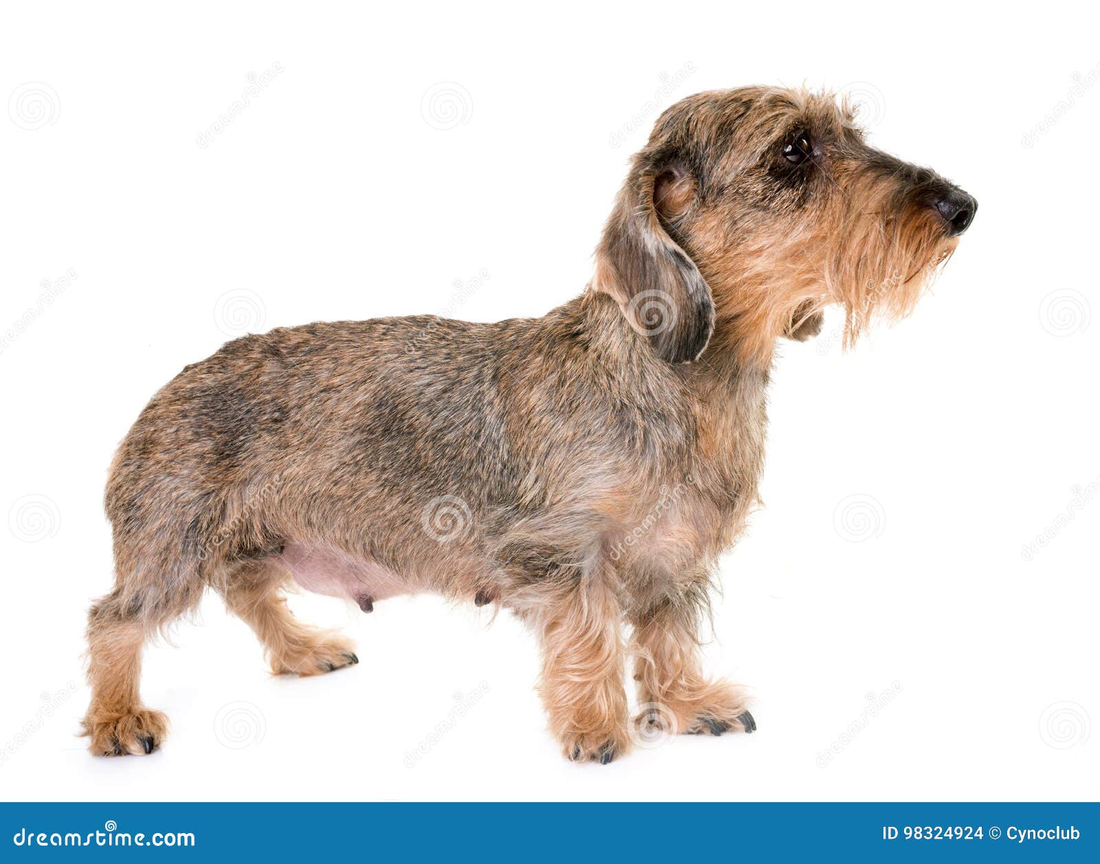 Kaninchen Rauhaardackel Stockfoto Bild Von Braun Dachshund