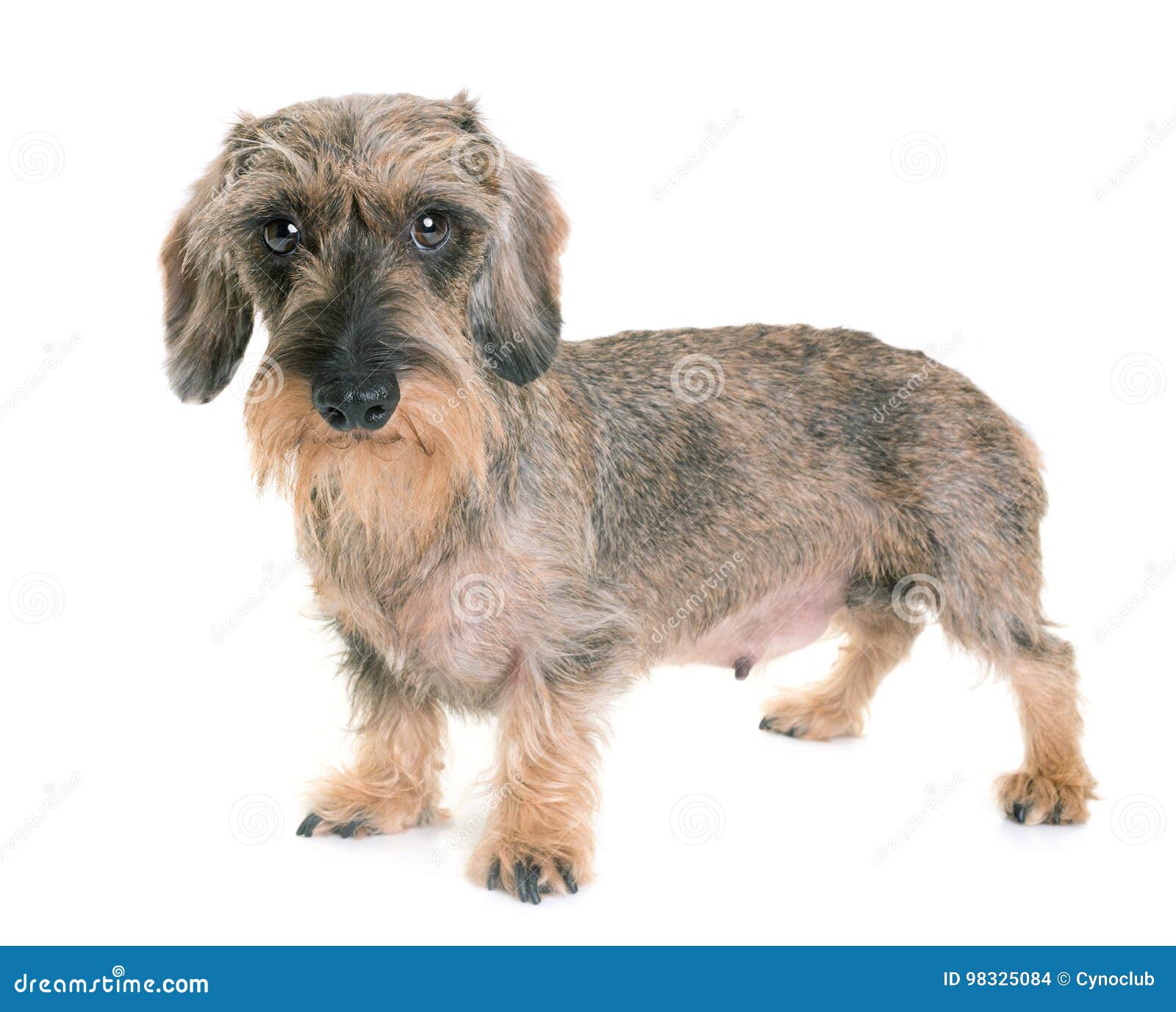 Kaninchen Rauhaardackel Stockfoto Bild Von Braun Draht