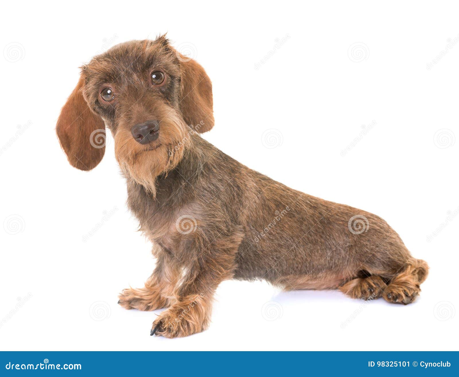 Kaninchen Rauhaardackel Stockbild Bild Von Draht Behaart