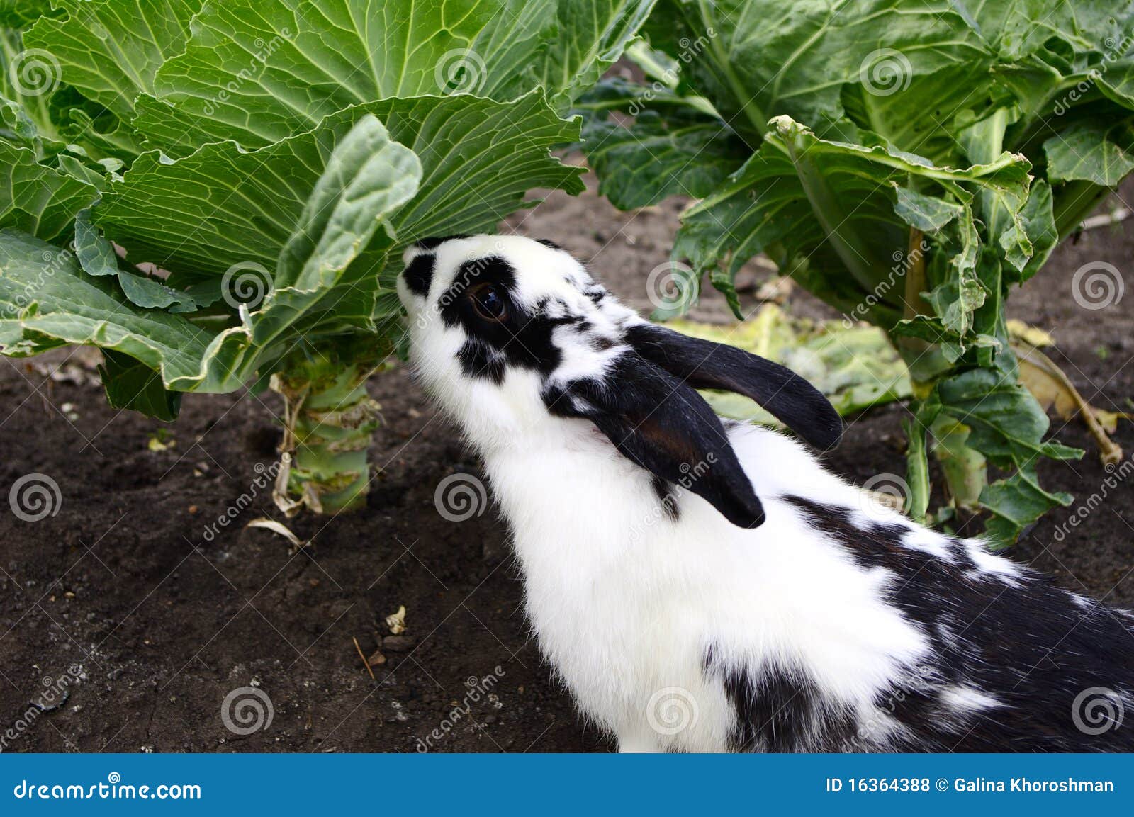 Kaninchen und Kohl stockfoto. Bild von cole, zufuhr, uneinheitlich