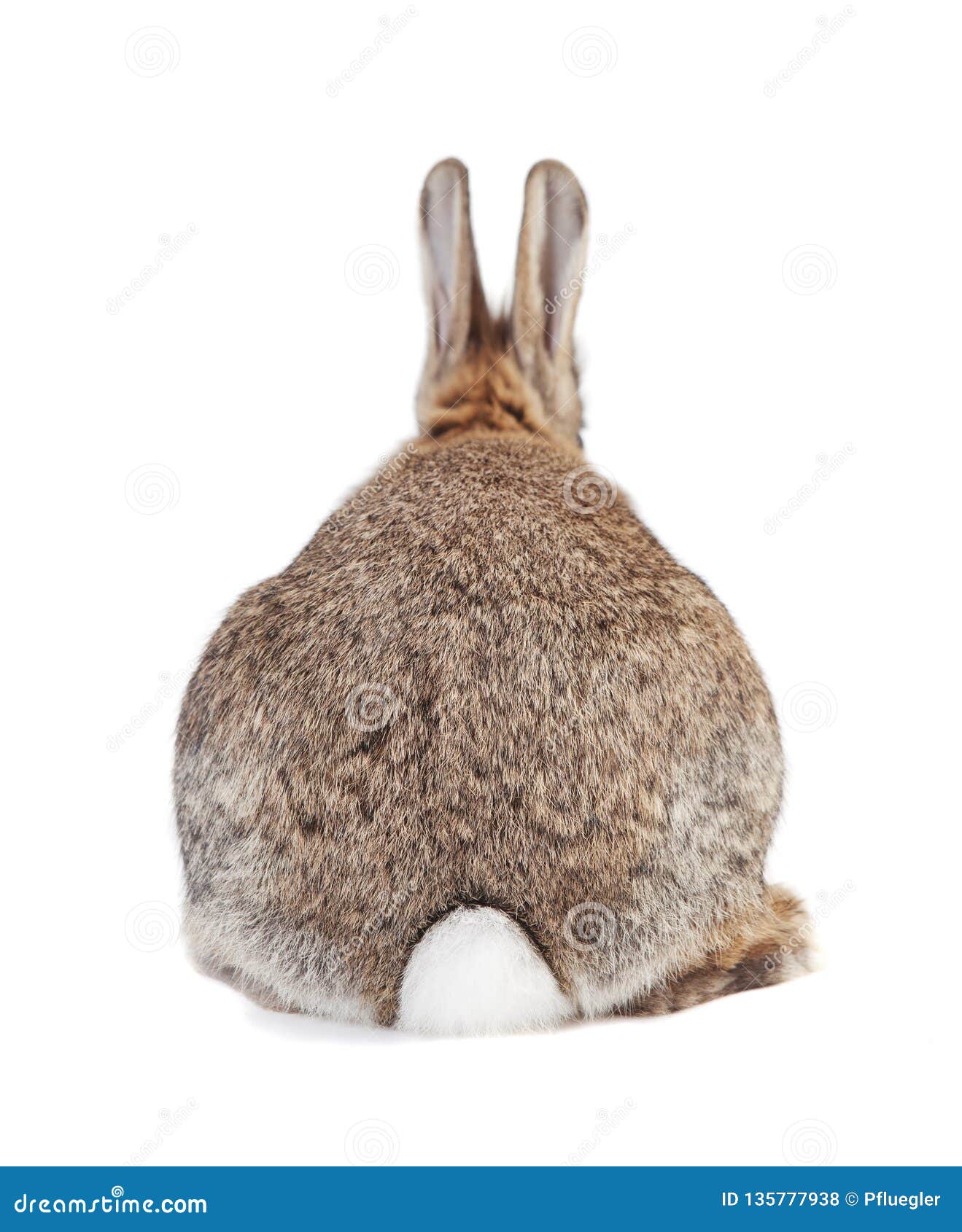 Kaninchen von hinten stockfoto. Bild von rückseite, glücklich - 135777938