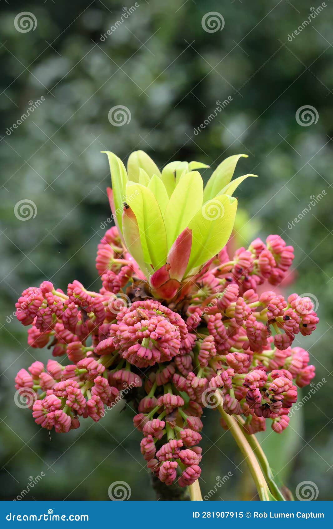false daphne daphniphyllum macropodum, petal-less purple flowers