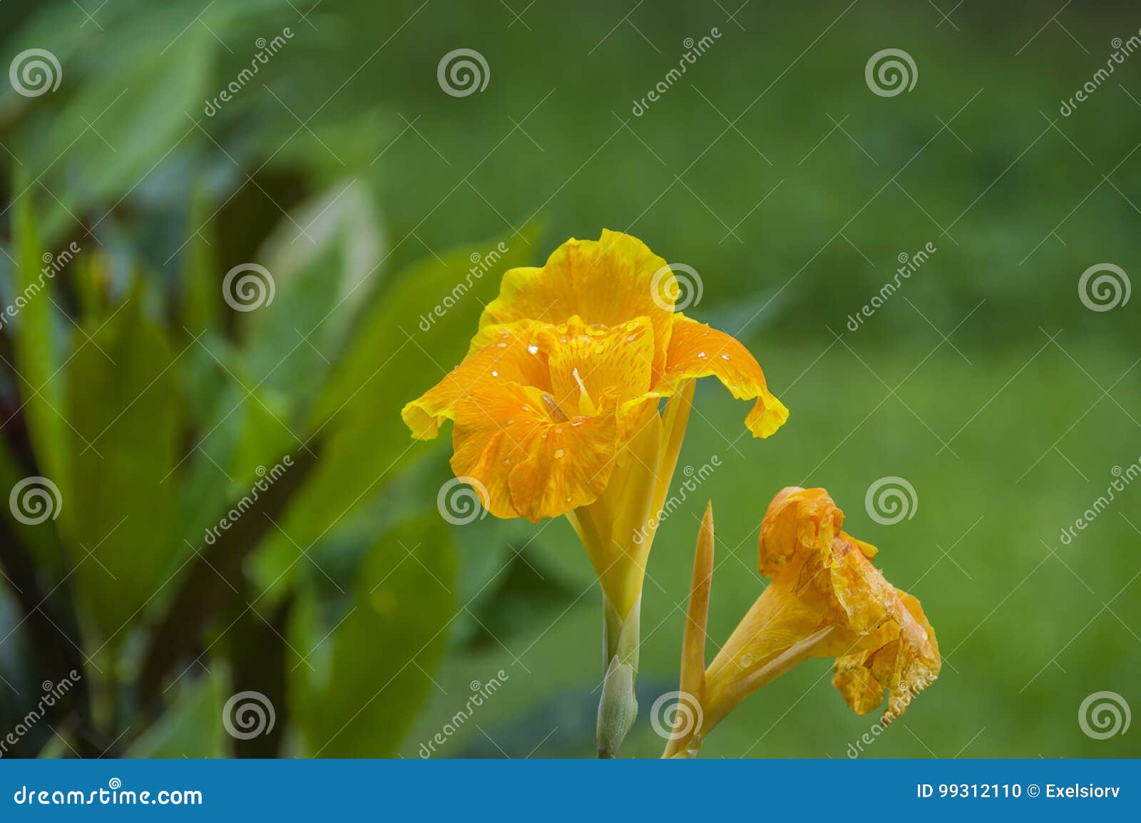 Kanna, flower stock photo. Image of blossom, closeup 99312110