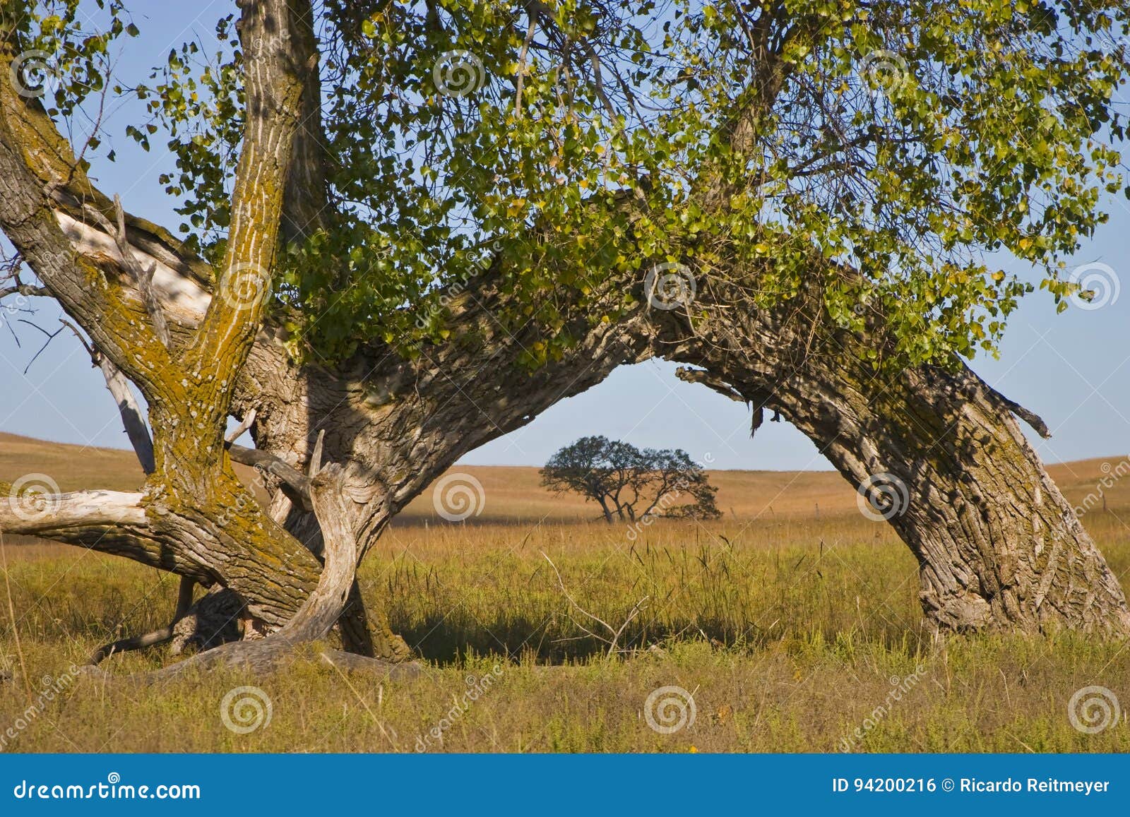 kansas tallgrass prairie prairie preserve cottonwood arch